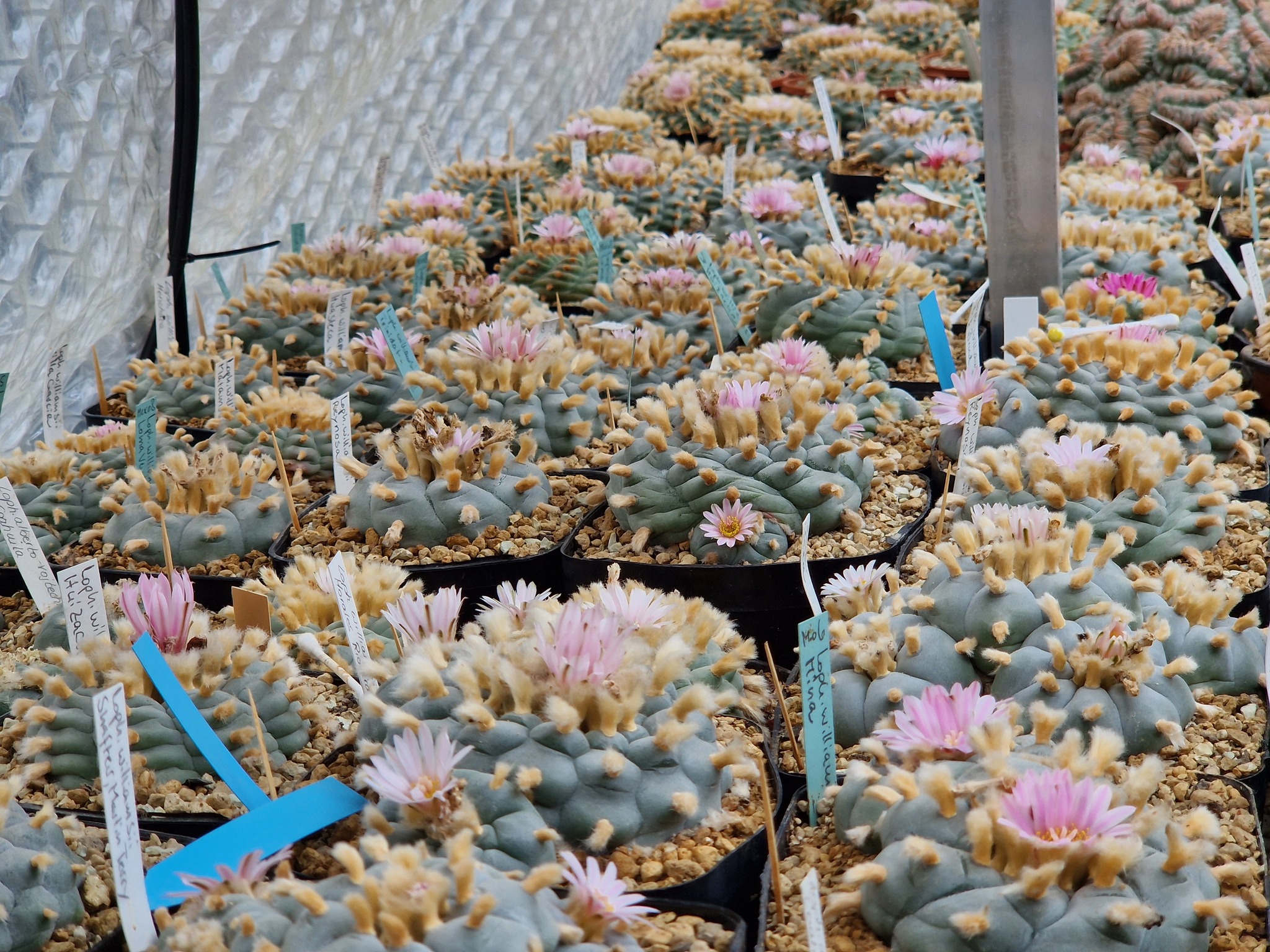 Lophophora williamsii flowers