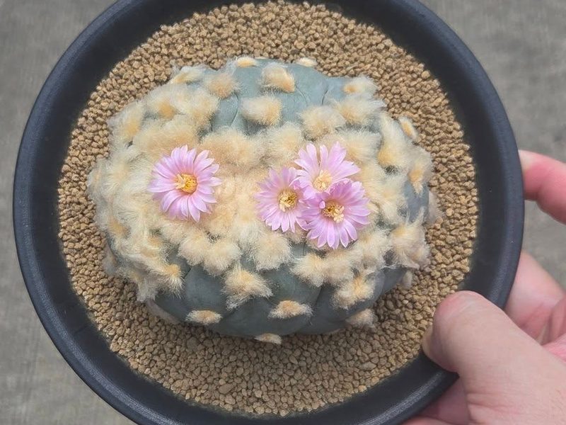 Lophophora fricii