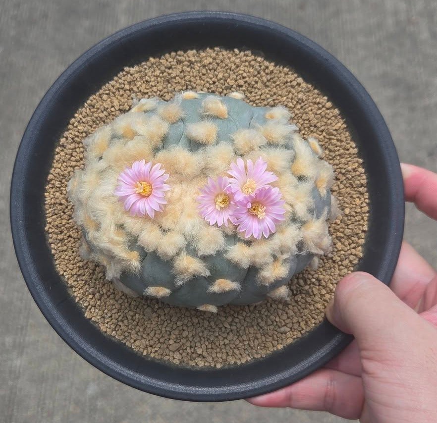 Lophophora fricii
