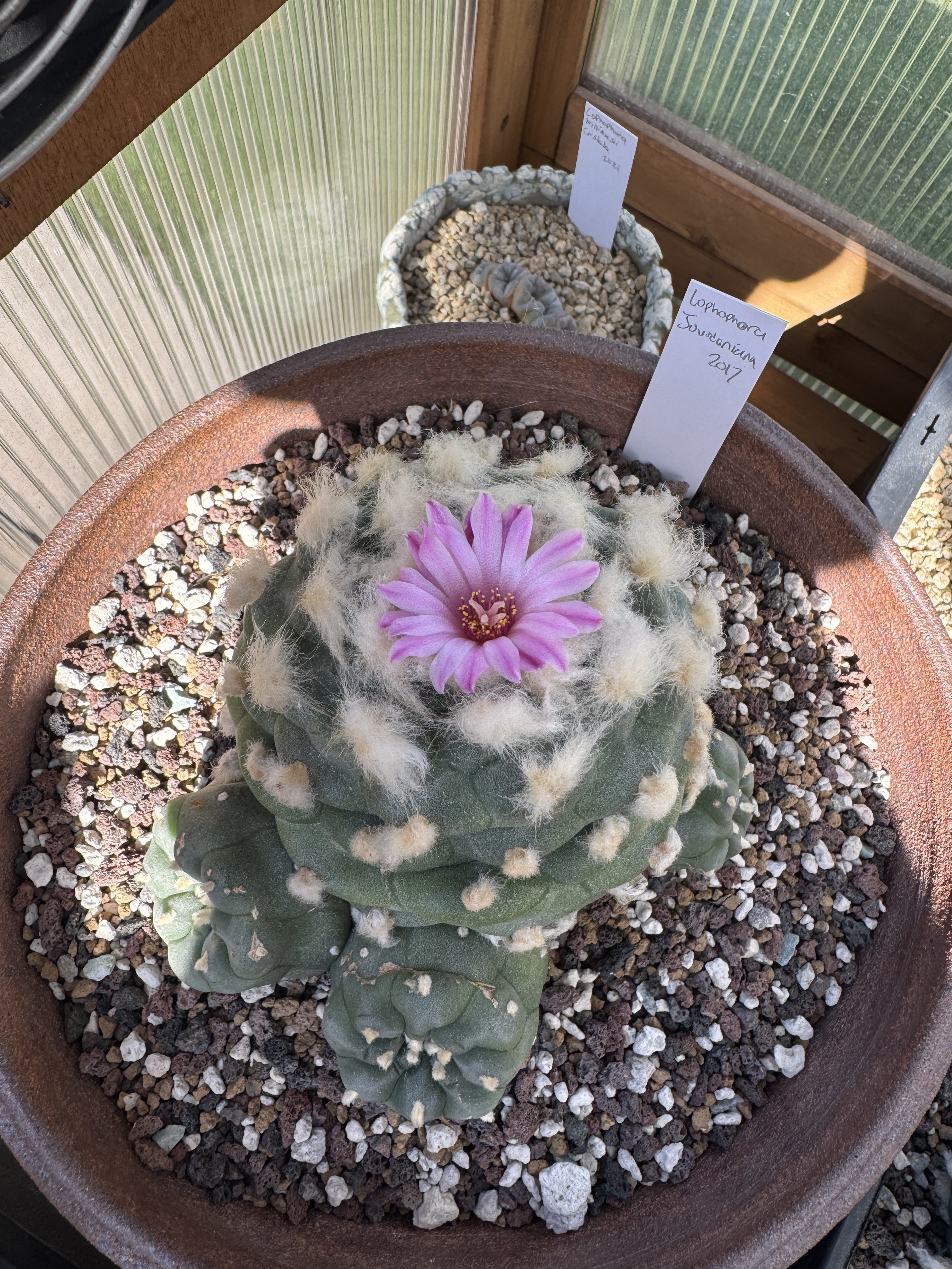 Lophophora jourdaniana — the deeper-flowered form Lophophora jourdaniana specimen in cultivation showing blue-green ribbed spineless body with deeper saturated lilac-pink flower with darker midstripe emerging from woolly crown