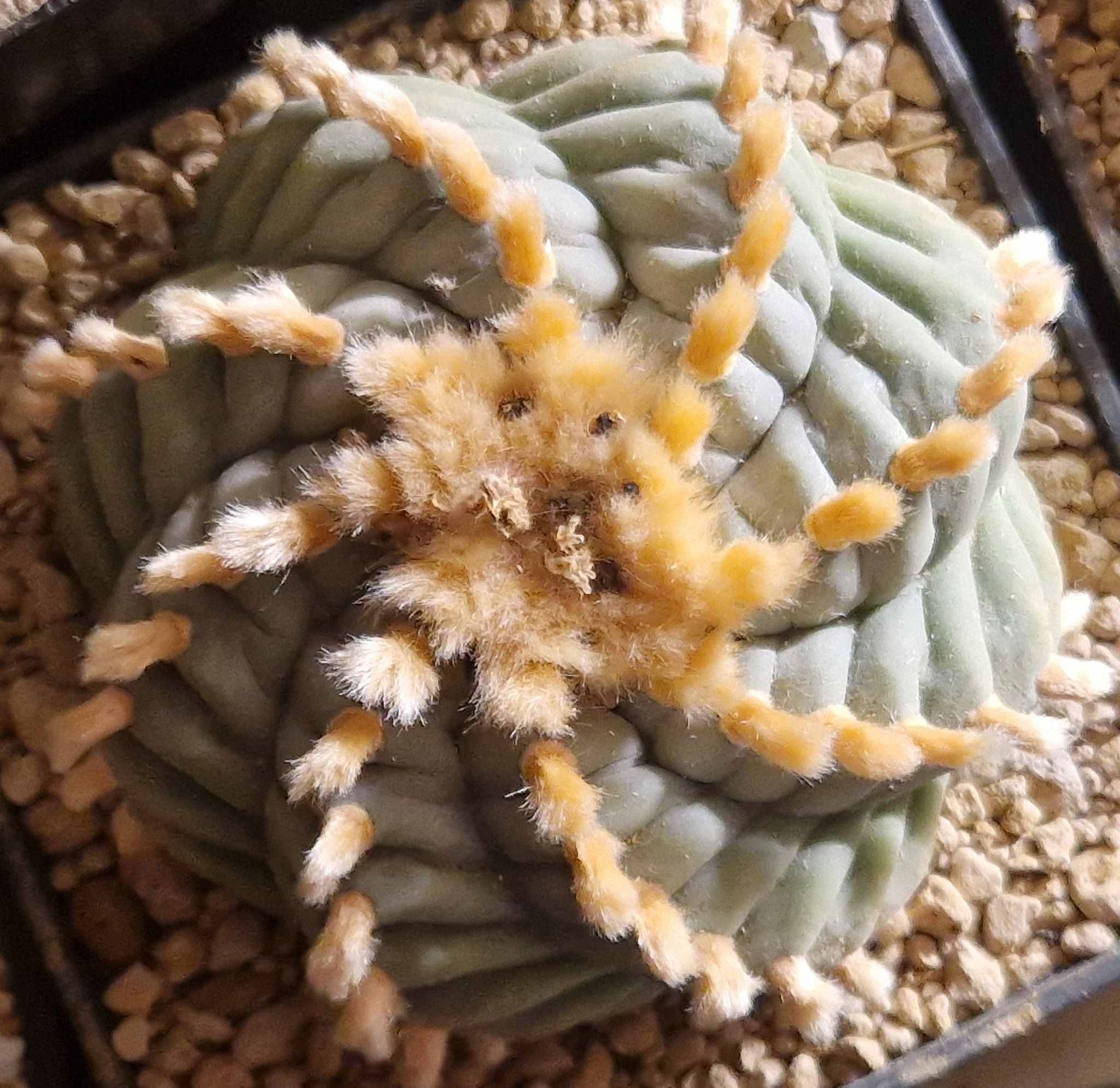 Lophophora williamsii rib structure