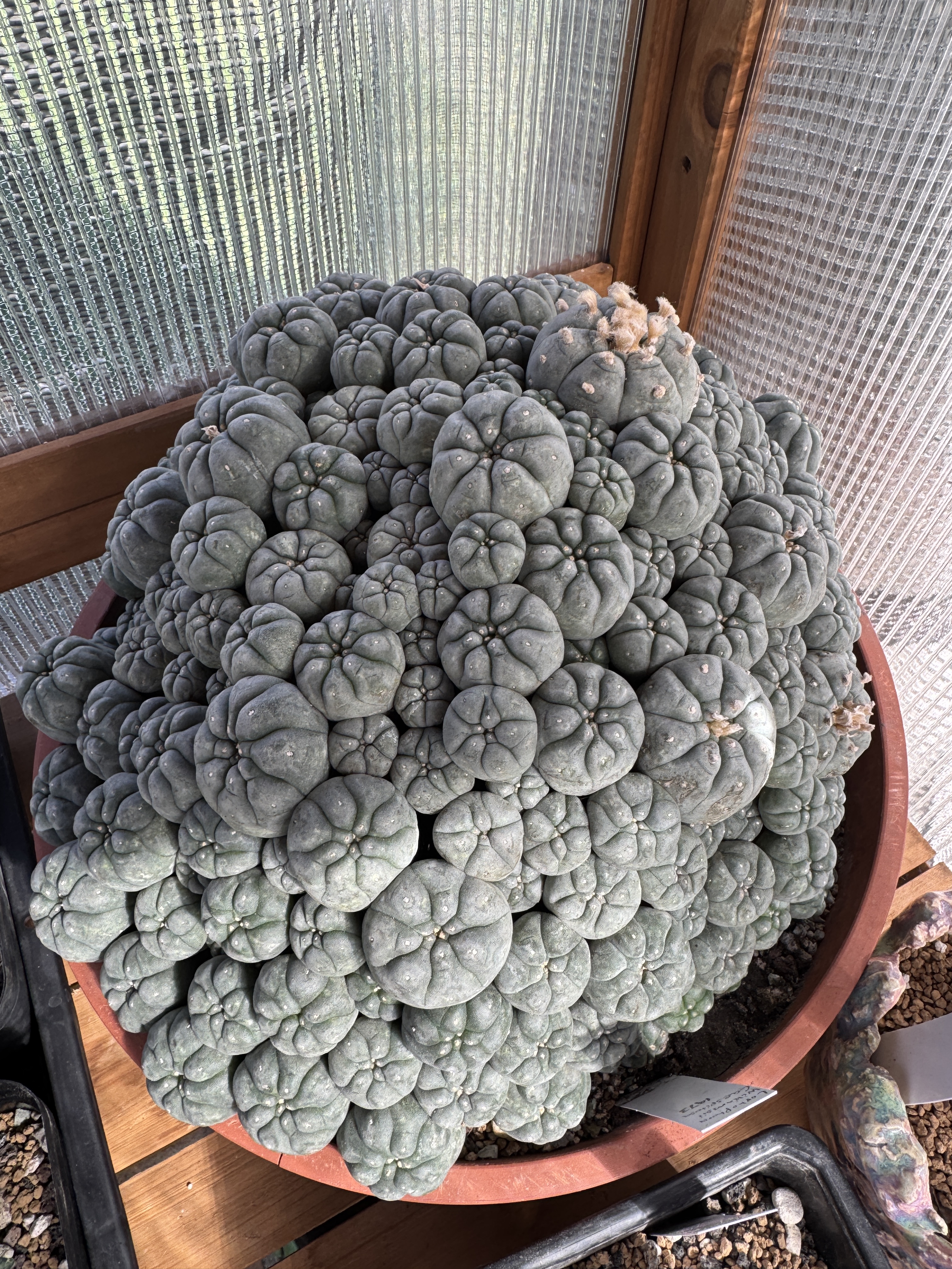 Lophophora williamsii caespitosa cluster — many-headed form in cultivation Multi-headed caespitose cluster of Lophophora williamsii peyote in cultivation showing dozens of flat blue-green individual crowns emerging from a single shared root system