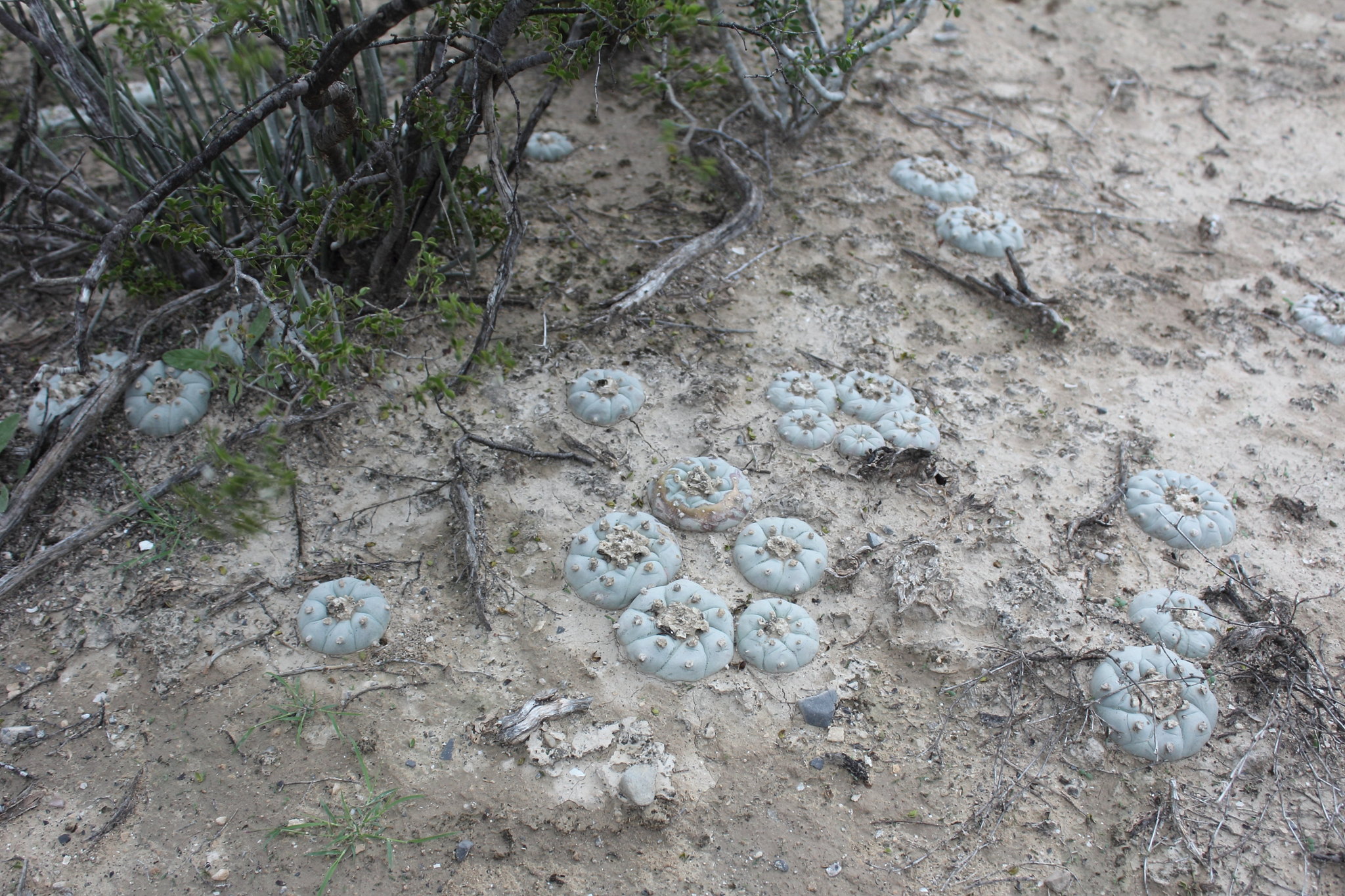 Lophophora williamsii colony in limestone desert habitat