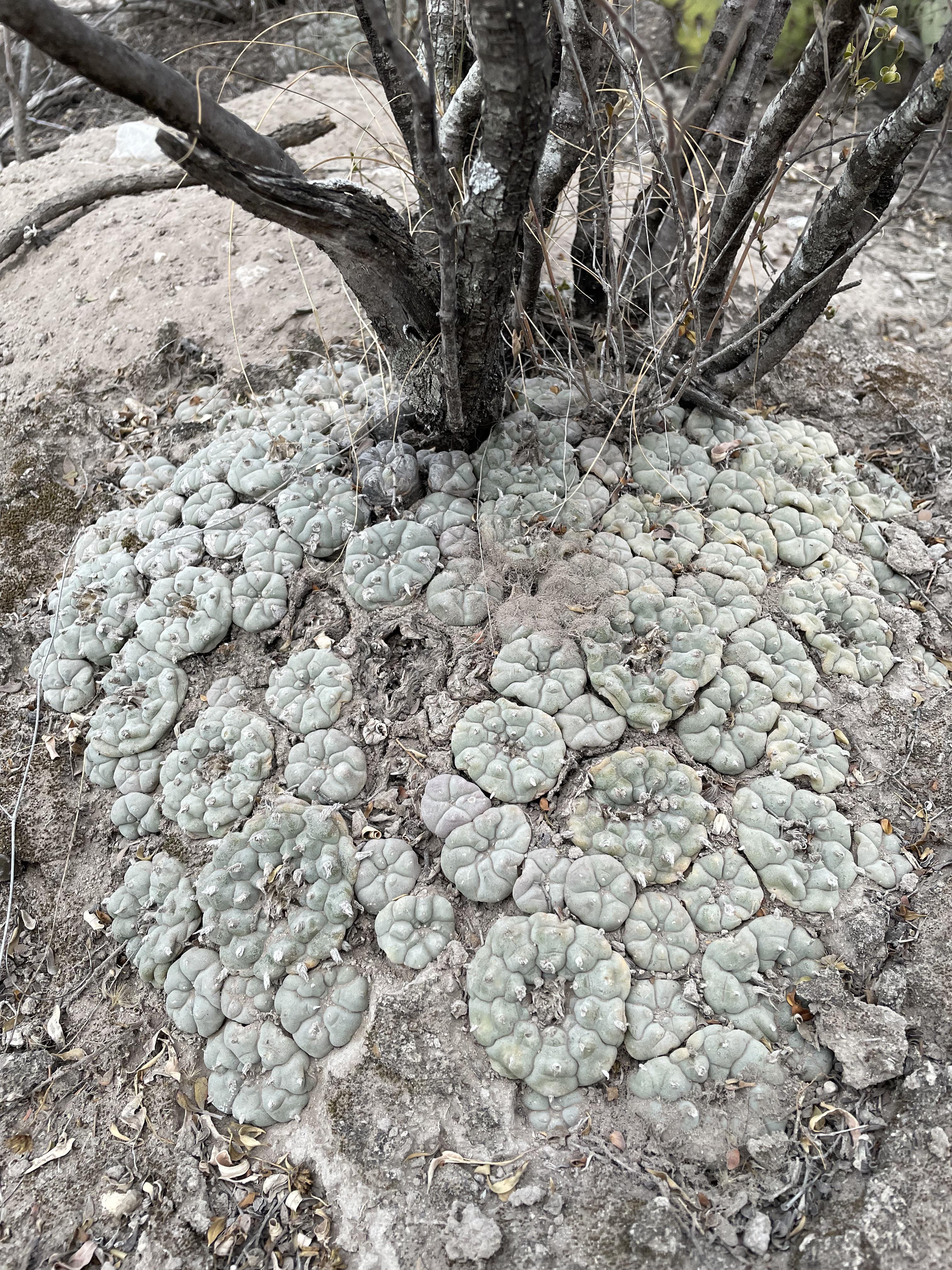 Lophophora williamsii habitat — limestone desert scrub, Coahuila, Mexico Chihuahuan Desert limestone scrub habitat in Coahuila Mexico where Lophophora williamsii peyote grows among Larrea creosote and Agave on pale rocky flats