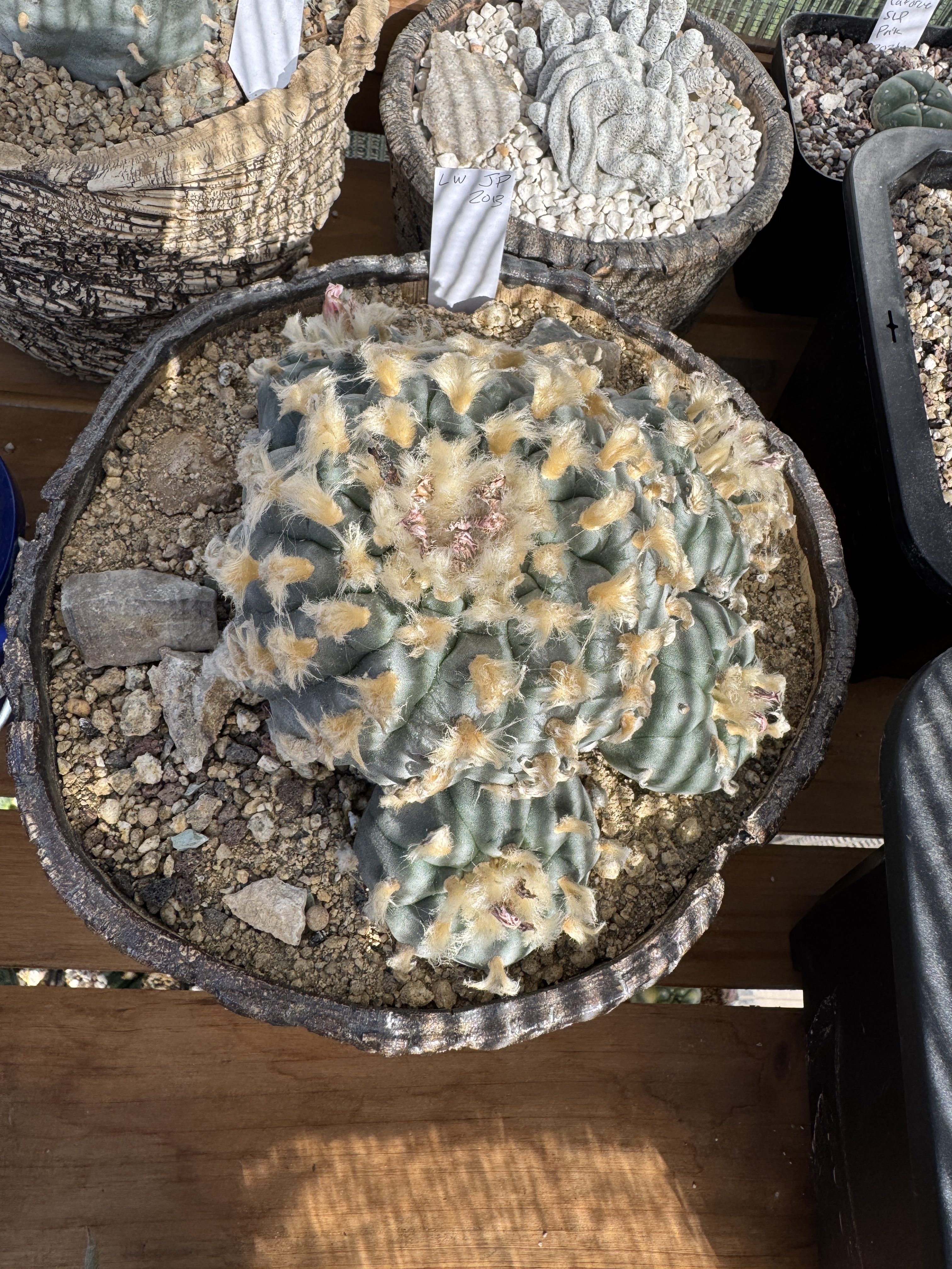 Lophophora williamsii — mature type form in cultivation Mature Lophophora williamsii peyote type form in cultivation showing flat blue-green ribbed body with tufted white wool areoles and no spines