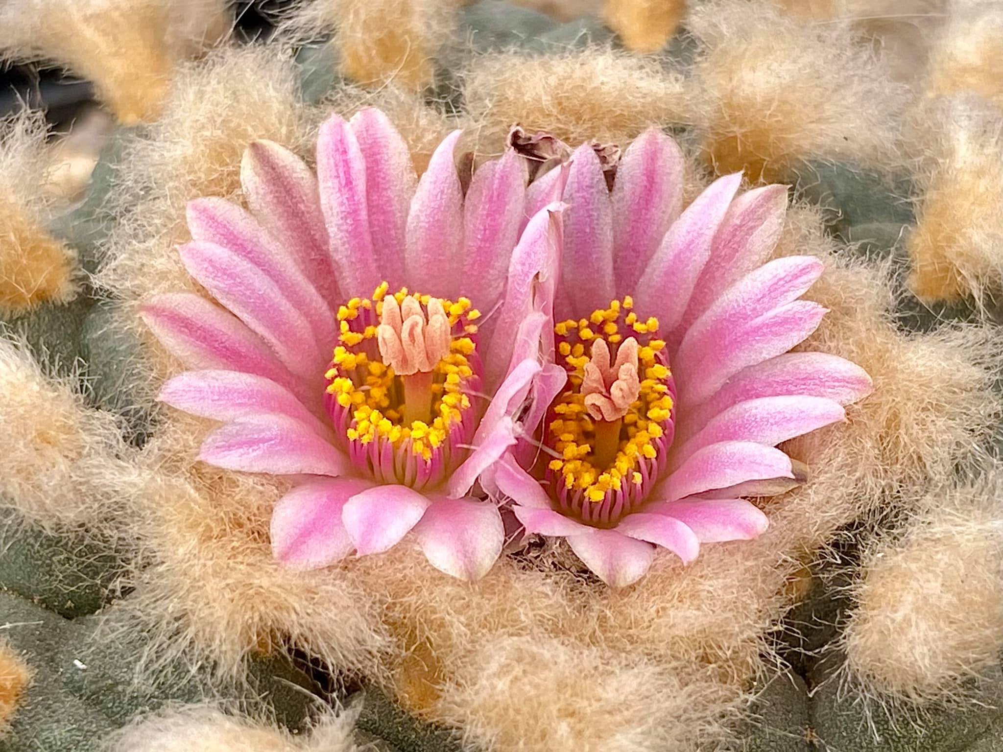 Lophophora williamsii — pale pink flower, type form Open pale pink flower of Lophophora williamsii peyote type form emerging from white woolly crown center with lanceolate petals and yellow stamens