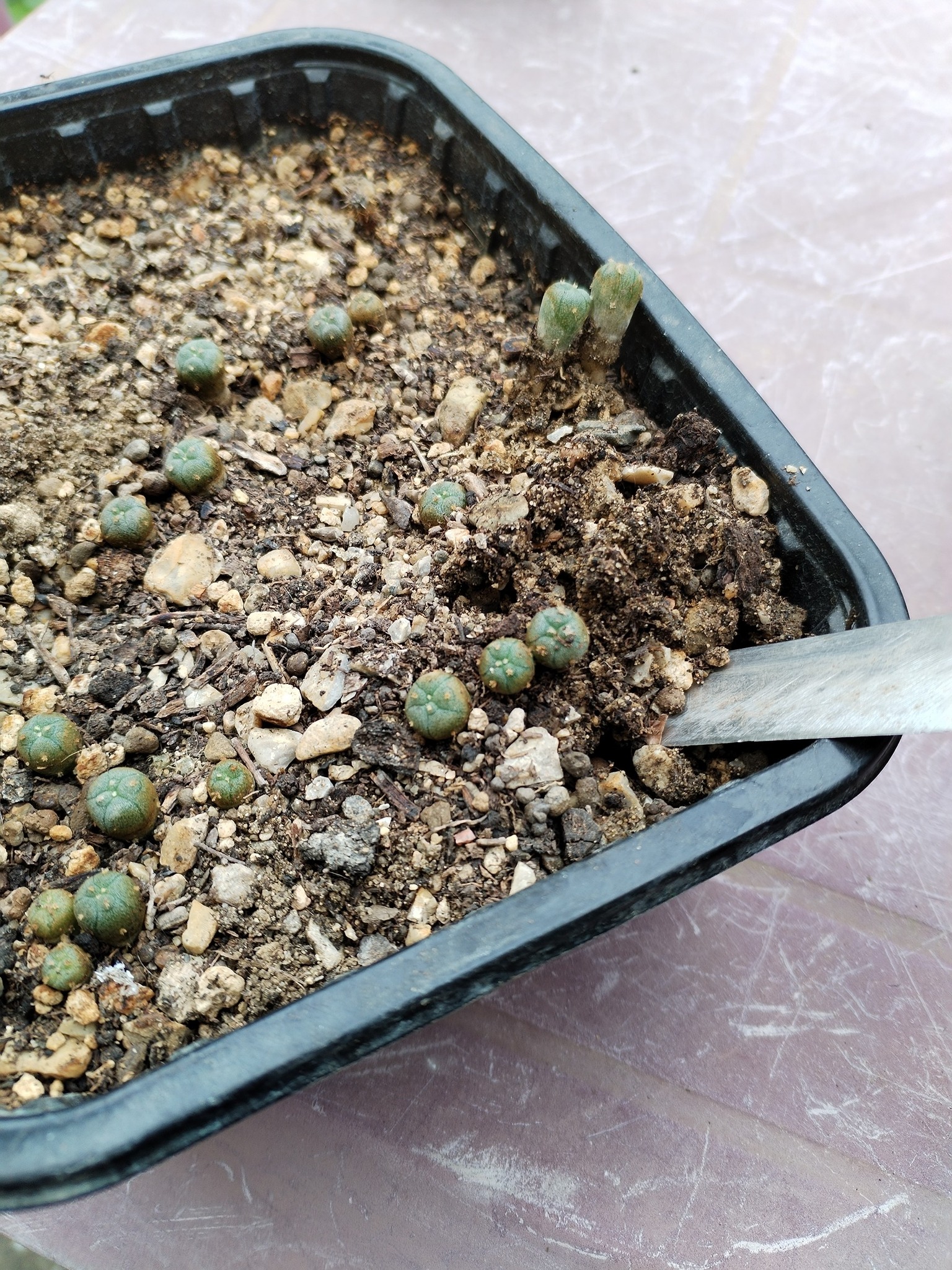 Lophophora williamsii seedlings — a few months from germination Young Lophophora williamsii peyote seedlings in cultivation tray showing pale green round bodies with early woolly areoles a few months old
