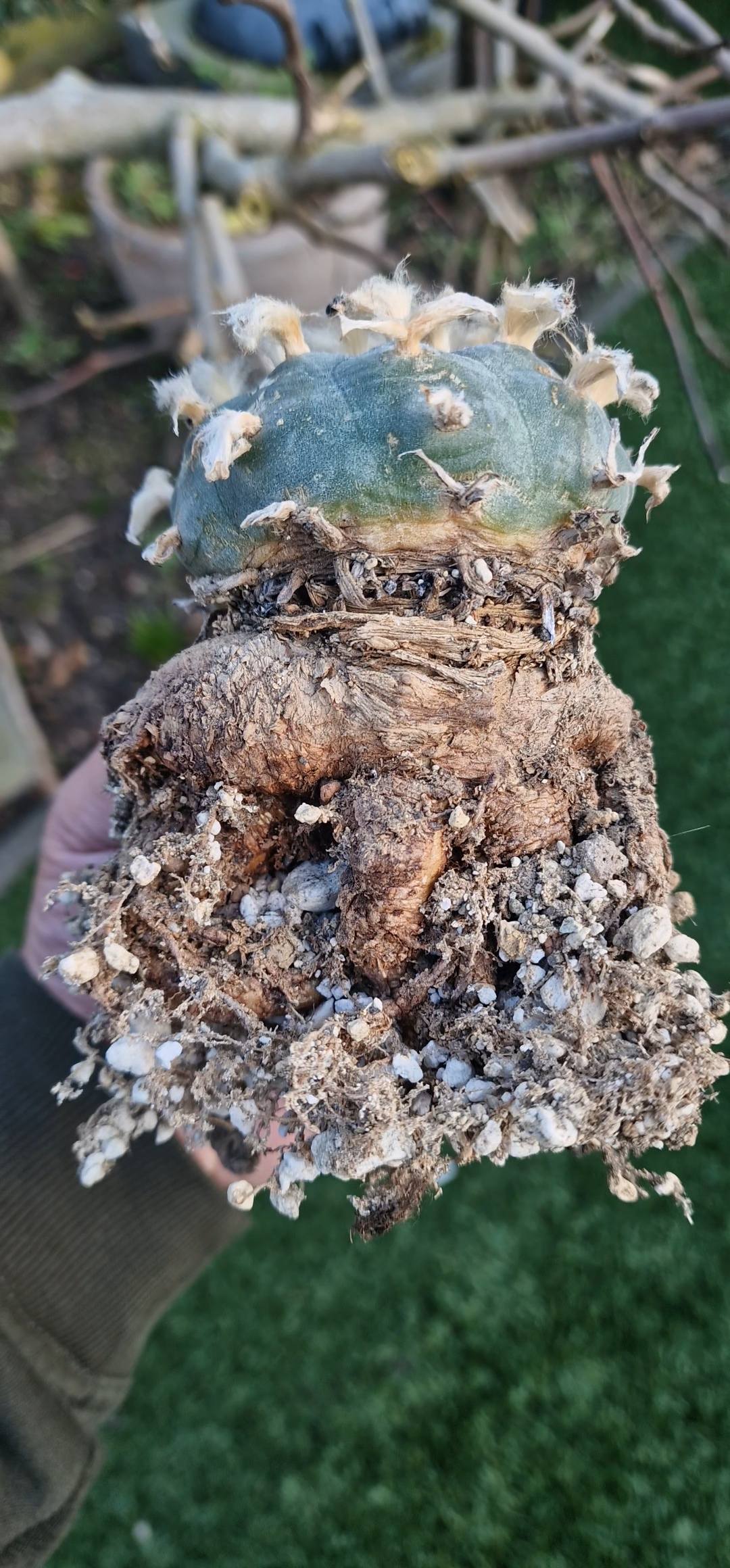 Lophophora williamsii — exposed taproot, the plant's primary water storage Exposed taproot of Lophophora williamsii peyote showing large carrot-shaped water storage root many times larger than the small blue-green crown above soil