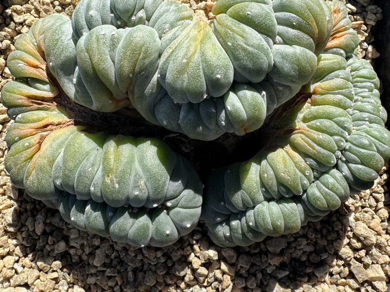 Lophophora, genus of the week