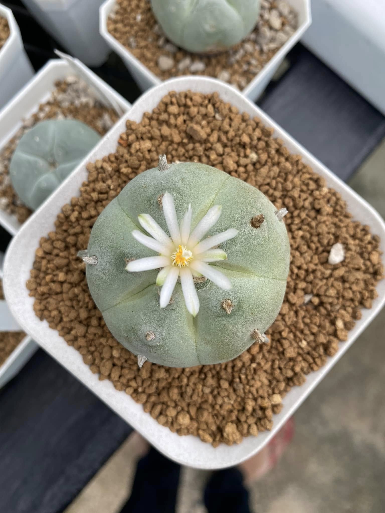 Lophophora williamsii white-flowered form — Weisse Blüte White-flowered Lophophora williamsii Weisse Bluete form in cultivation showing pure white flower emerging from blue-green ribbed body with woolly crown