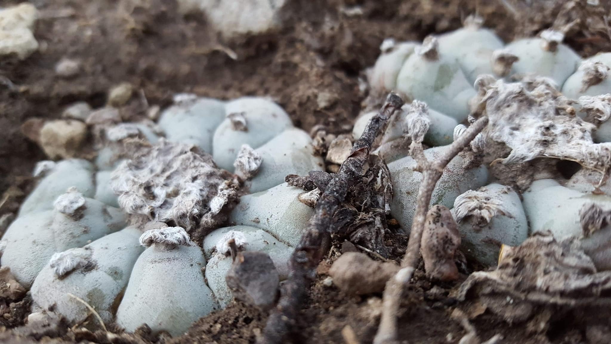 Wirikuta landscape — San Luis Potosí, sacred Huichol pilgrimage destination High desert landscape of Wirikuta in San Luis Potosi Mexico showing pale limestone flats under clear blue sky the sacred pilgrimage destination of the Huichol Wixaritari people