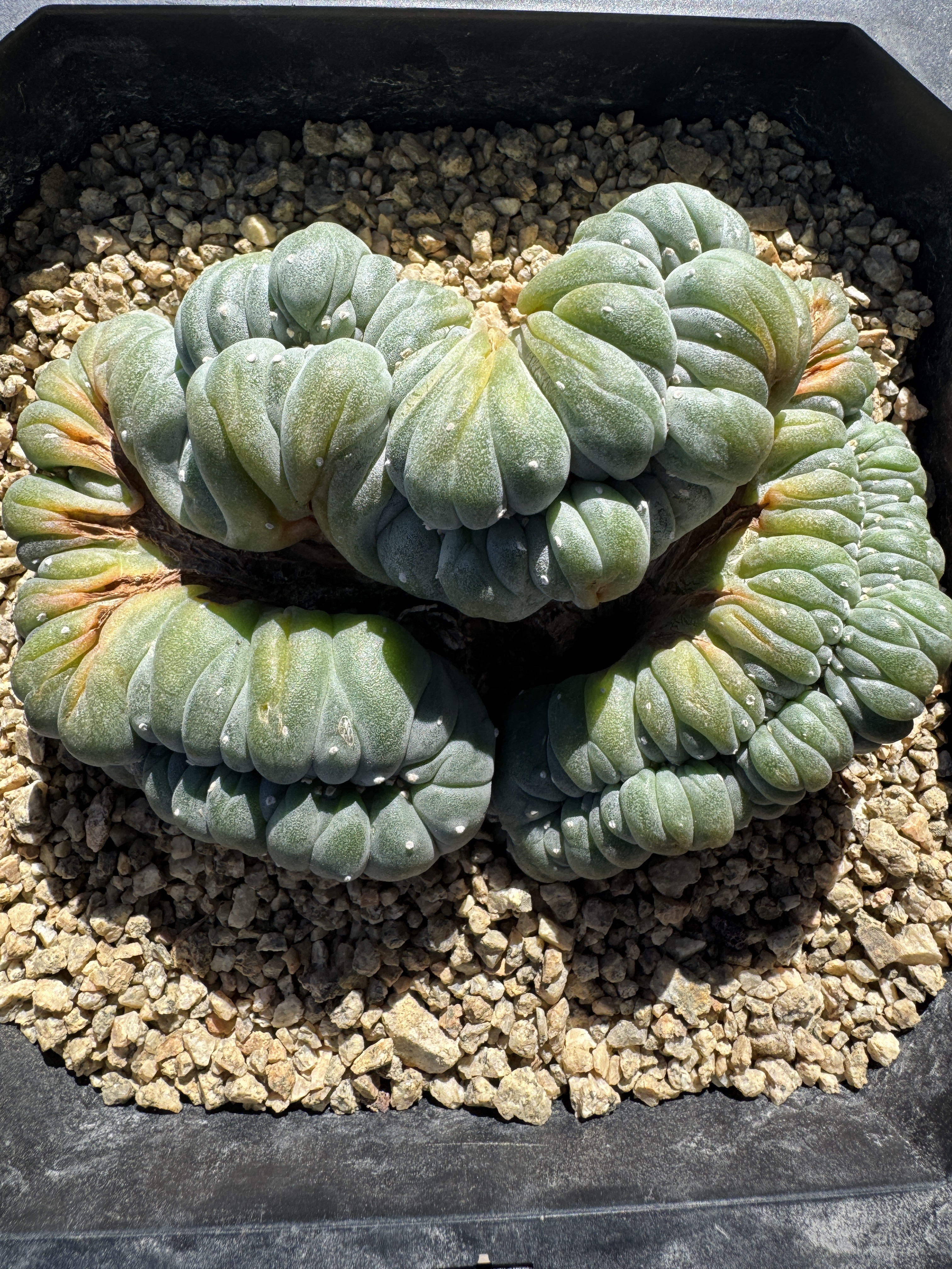 Lophophora williamsii