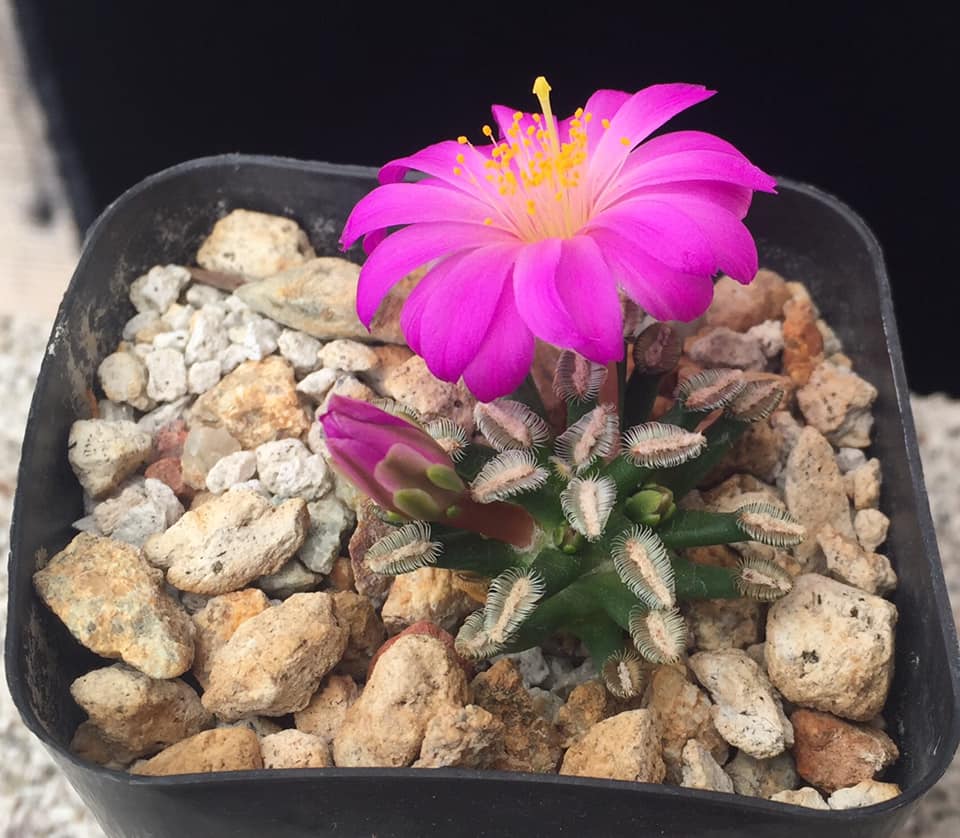 Mammillaria bertholdii plant showing flat disc and pink funnelform flower on elongated tube.