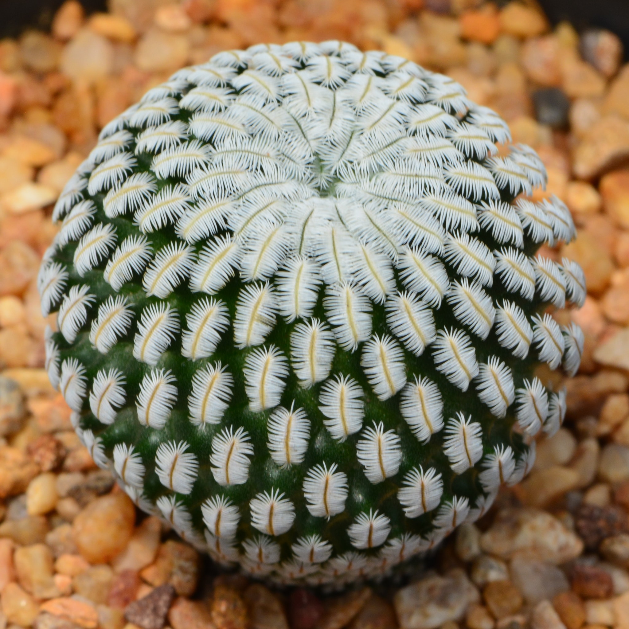 Mammillaria pectinifera plant showing flat-topped habit and small rose-pink apical flower.