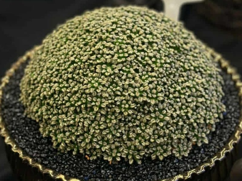 Mammillaria bertholdii