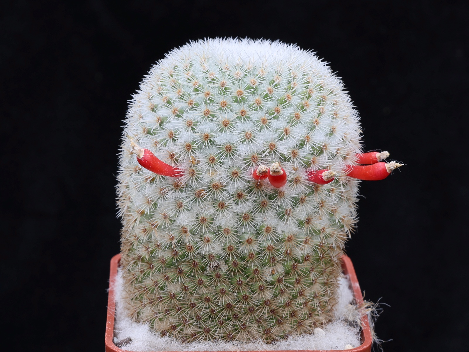 Mammillaria supertexta clustering column with dense short white spines and abundant axil wool.