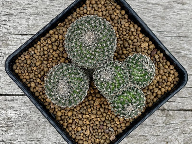 Mammillaria crucigera