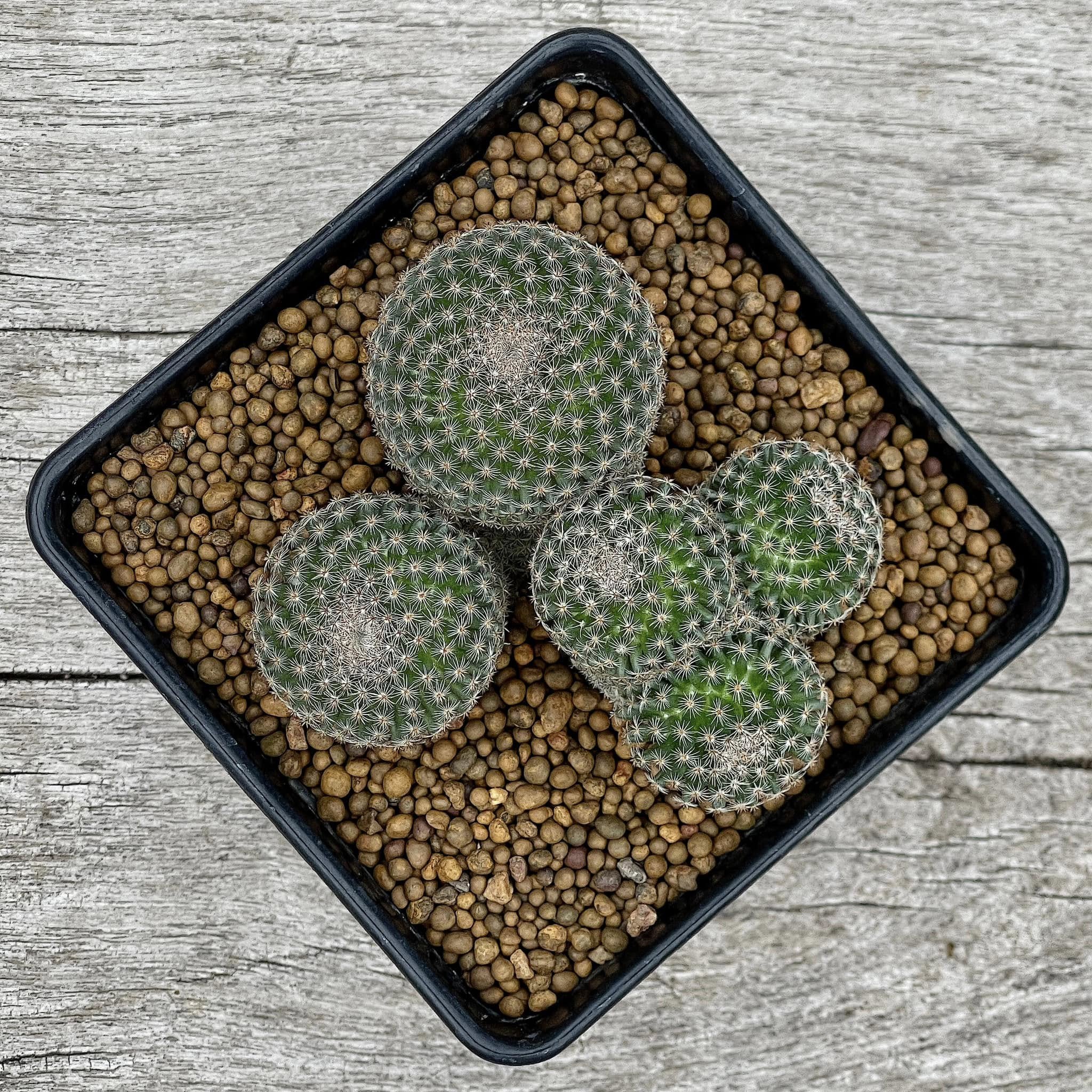 Mammillaria crucigera