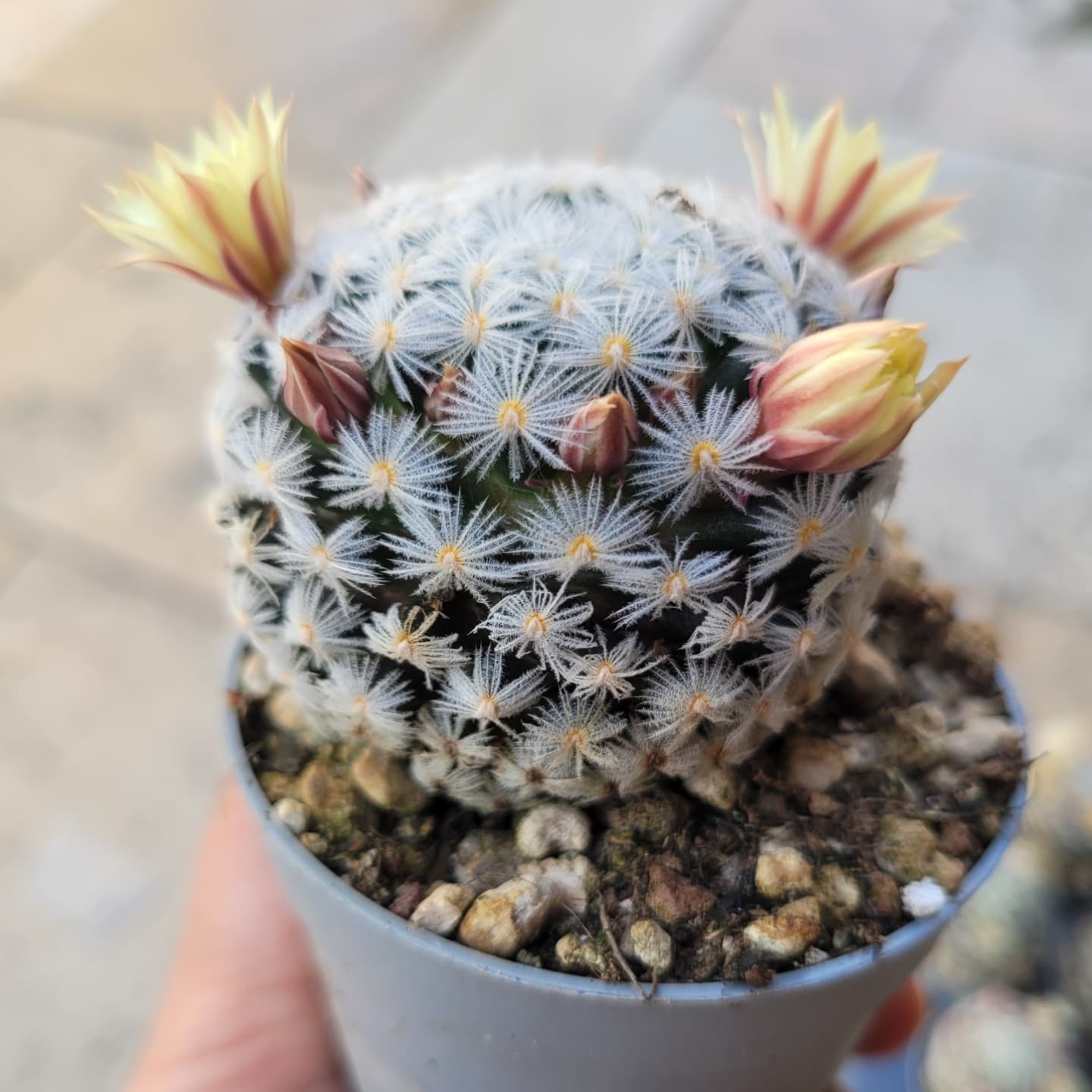 Mammillaria duwei, small dark-green flattened body visible between 28 to 36 plumose feathery white radial spines and occasional yellowish hooked centrals, cream-yellow flower.