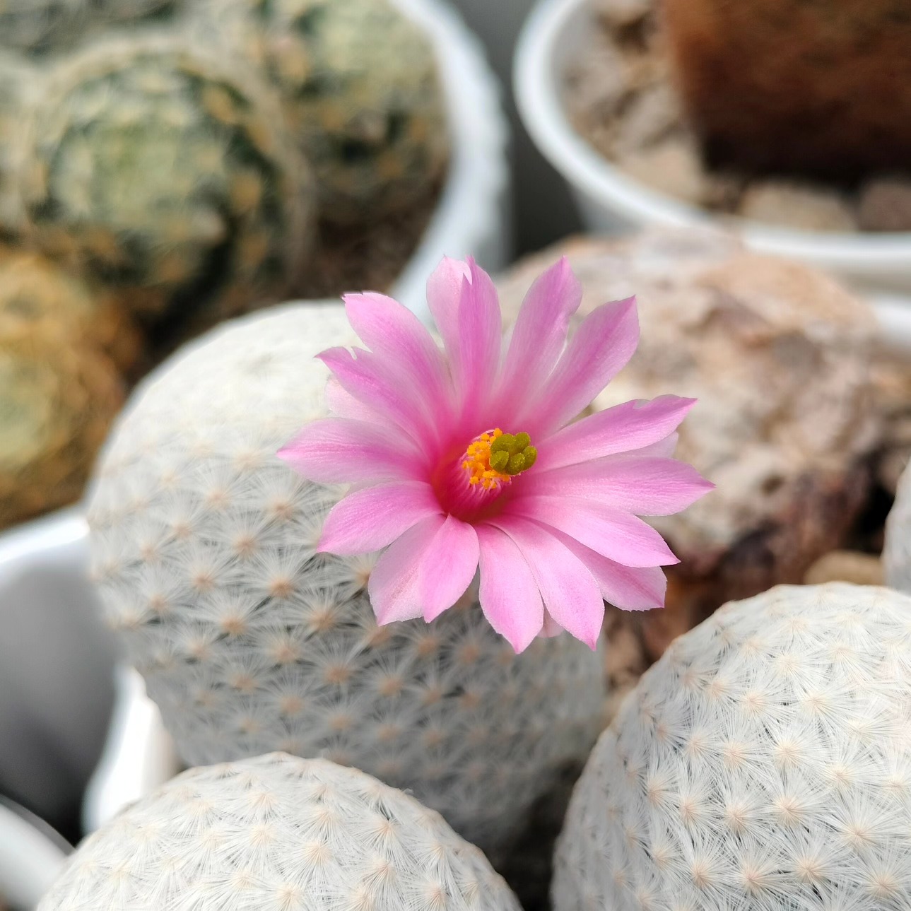 Mammillaria herrerae, body fully obscured by more than 100 bristly white radial spines with no visible green epidermis, pink-violet flower.