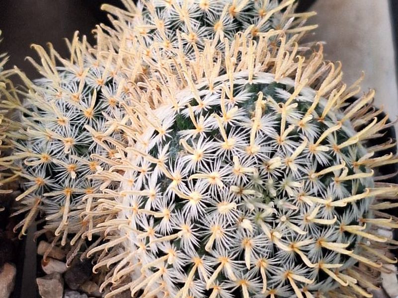 Mammillaria duwei