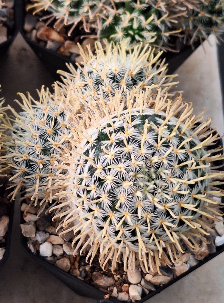 Mammillaria duwei