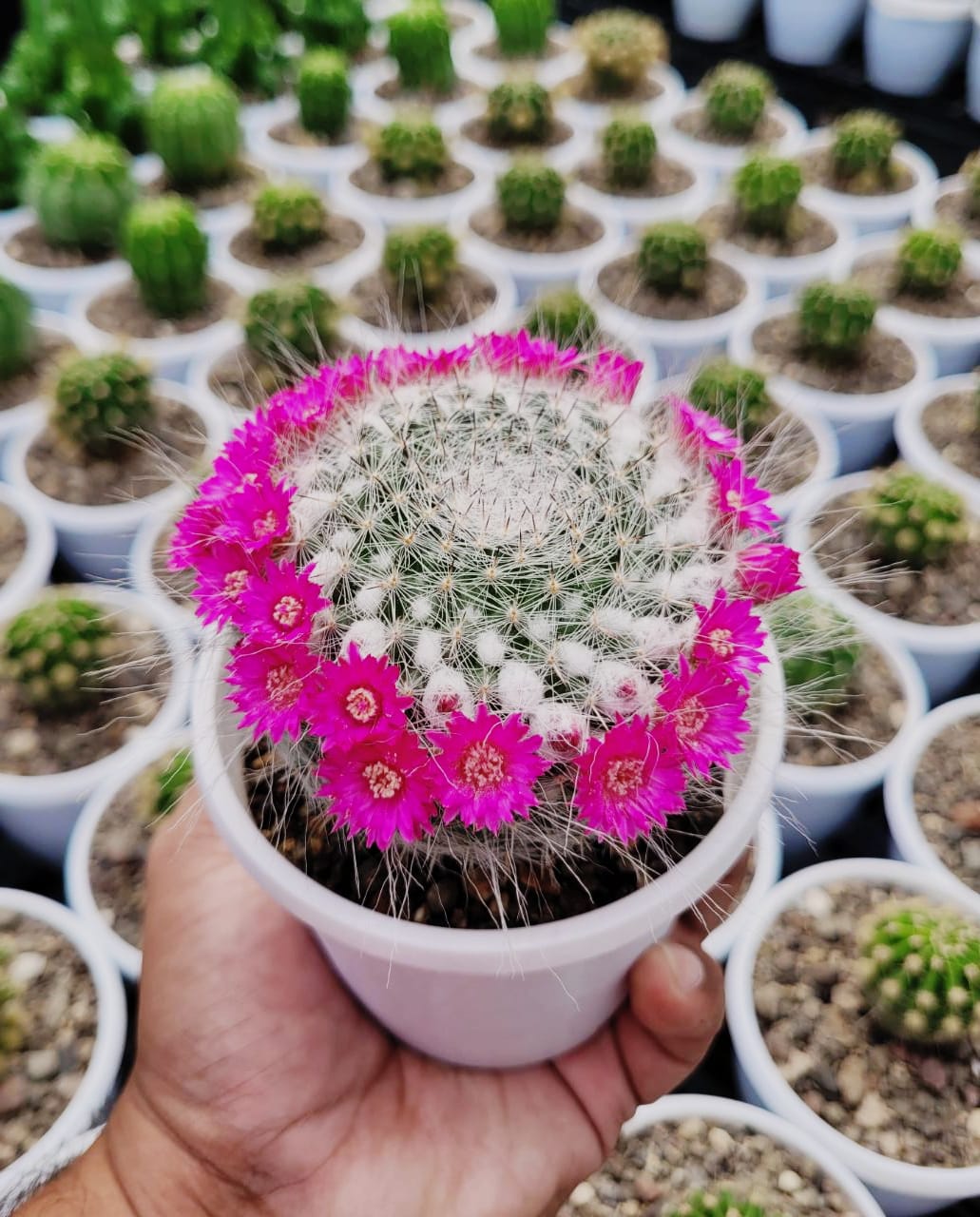 Mammillaria hahniana in full bloom