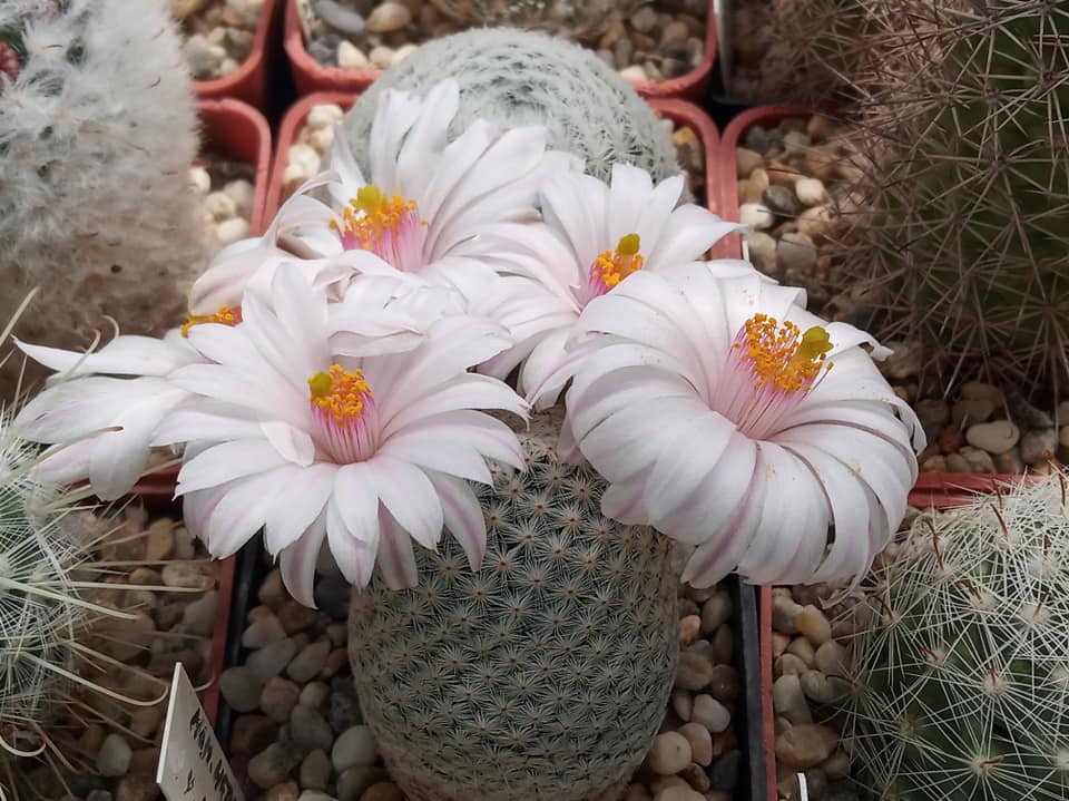 Mature Mammillaria herrerae f. albiflora in flower, showing narrow cylindrical body and white apical flowers.
