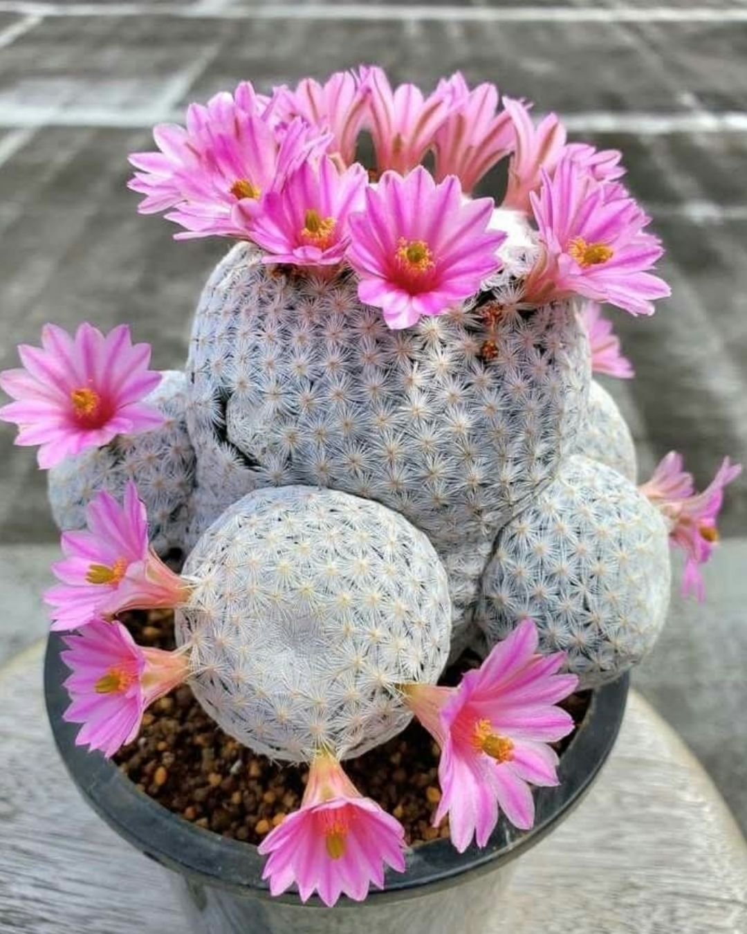 Mature Mammillaria herrerae in flower, showing squat globose body with denser white spine cover and rose-pink apical flowers.