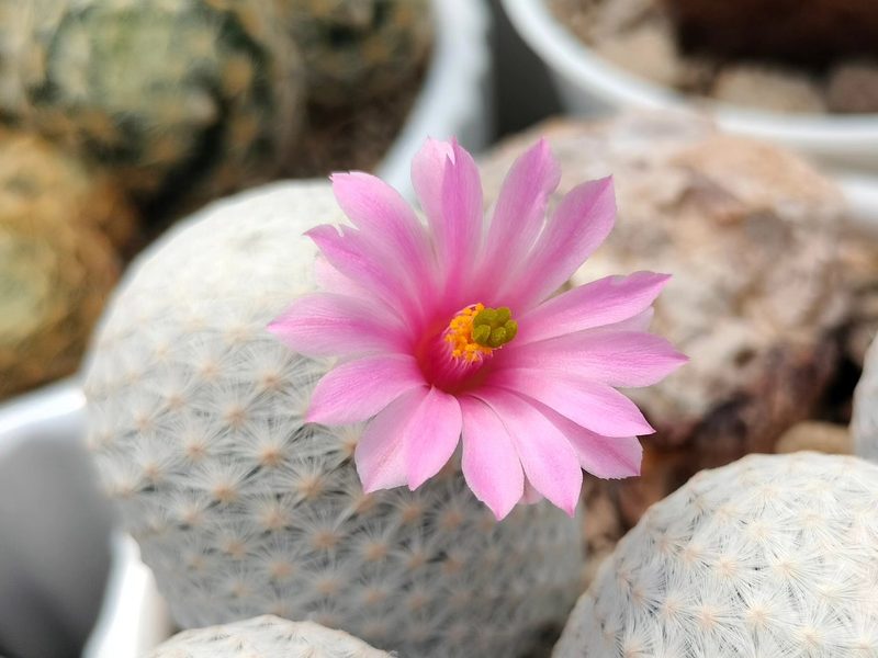 Mammillaria herrerae f. albiflora