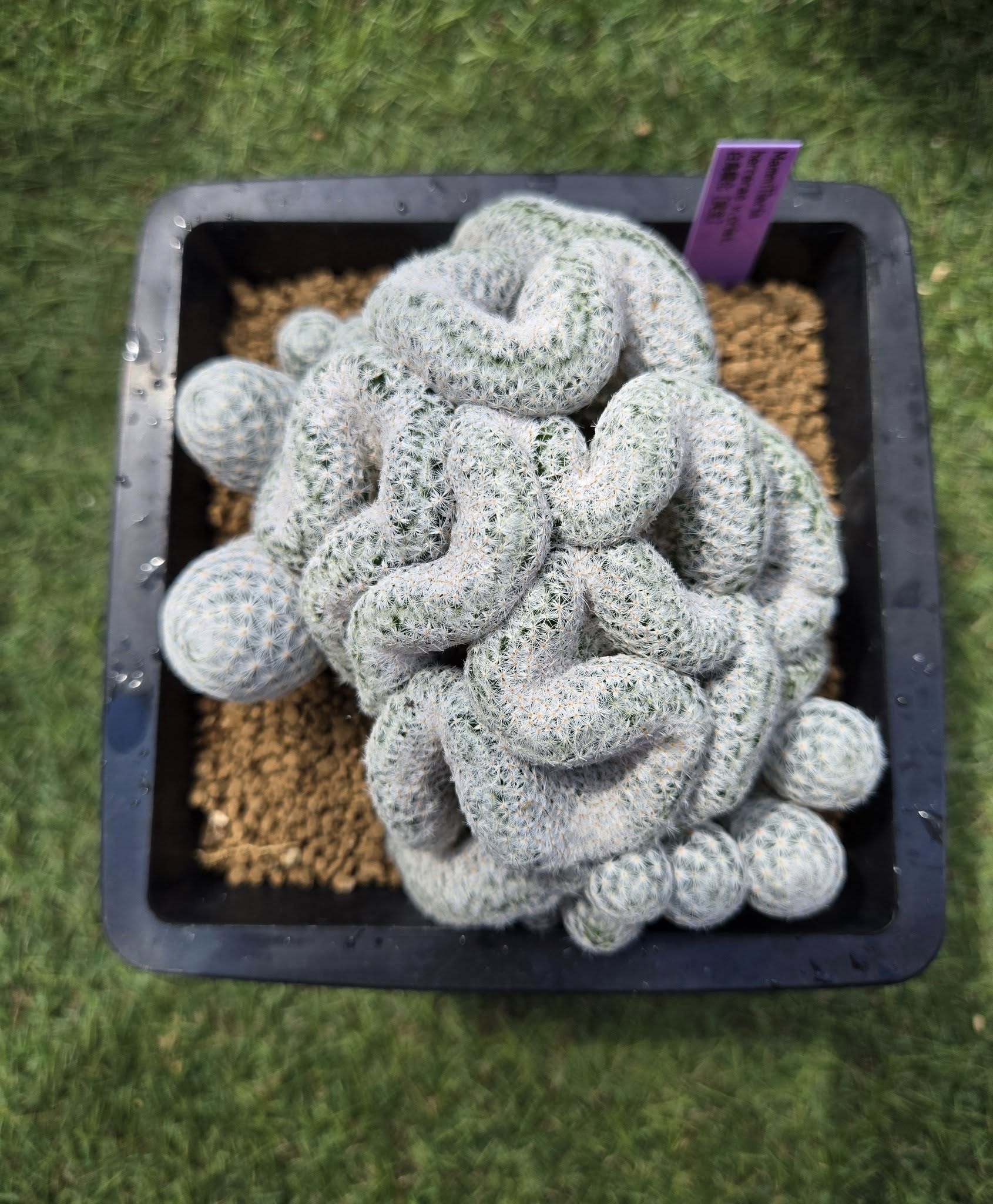 Mammillaria herrerae texture