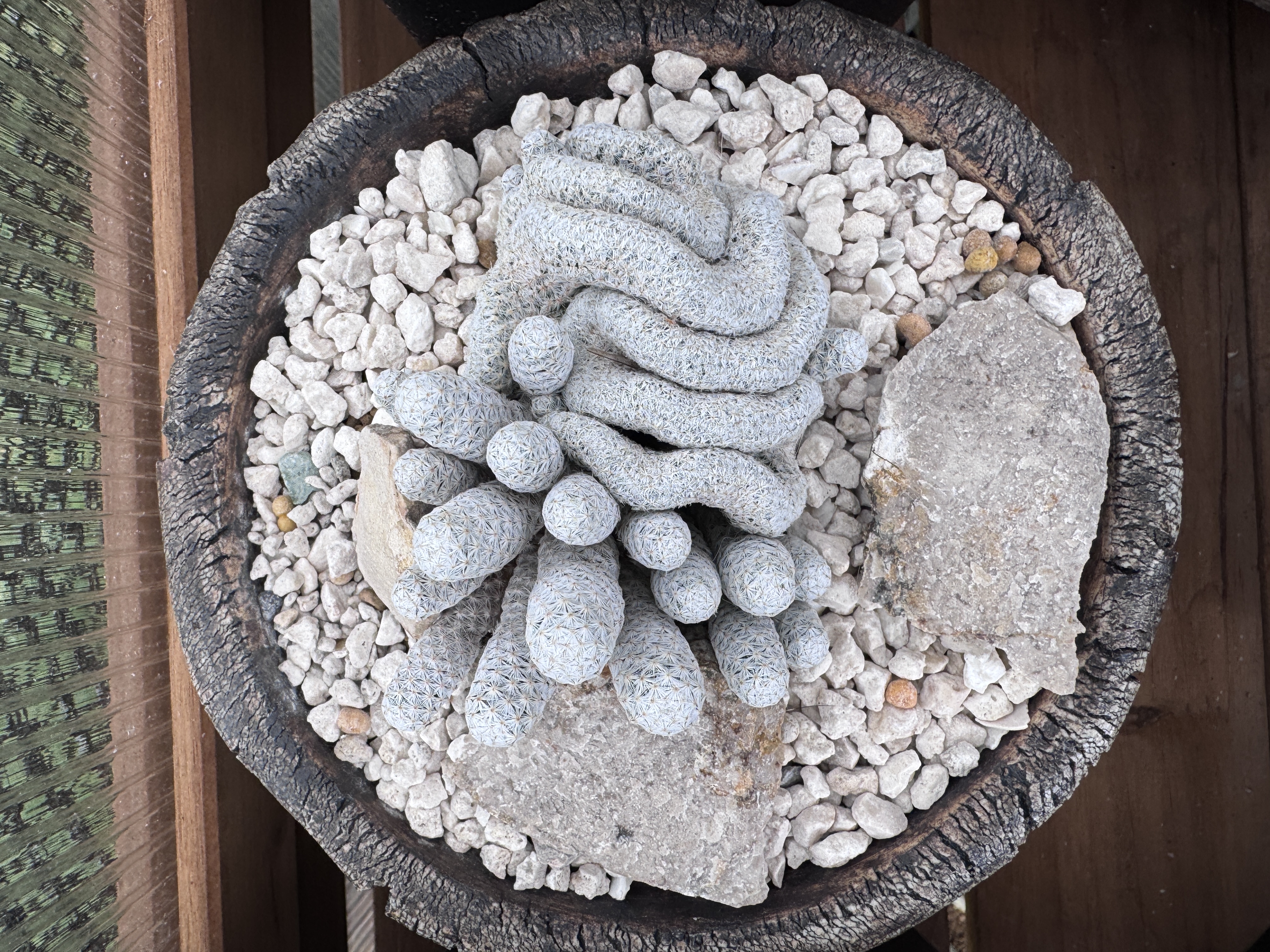 Mammillaria herrerae