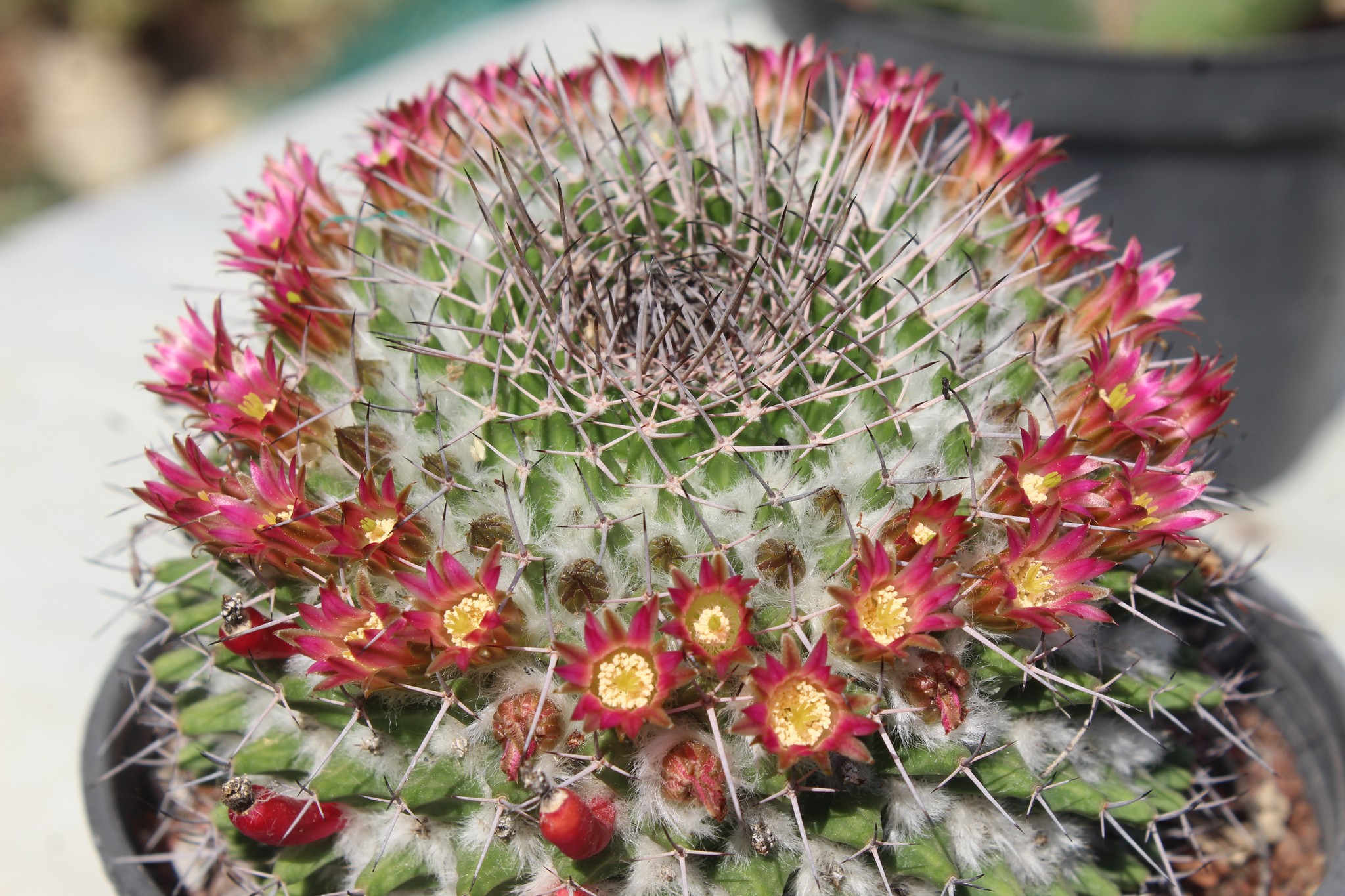 Mammillaria carnea showing four stiff pink-brown central spines, larger body, and pale flesh-pink flowers.