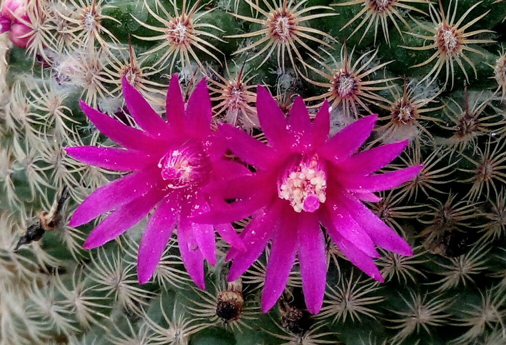 Mammillaria huitzilopochtli showing dense pectinate white radial spines and small carmine flowers at the apex.