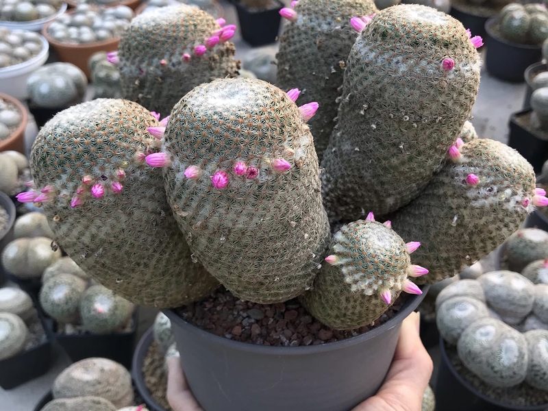 Mammillaria huitzilopochtli