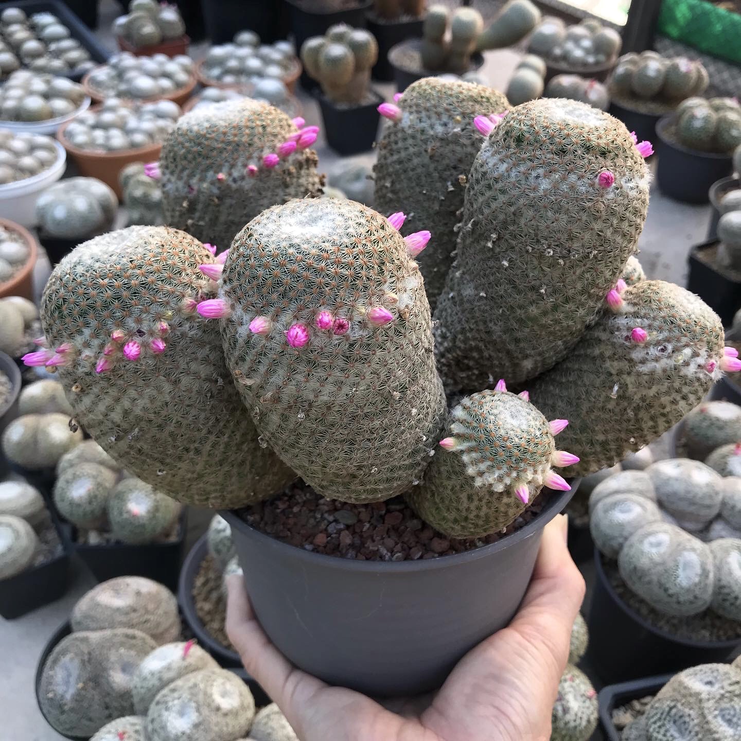 Mammillaria huitzilopochtli