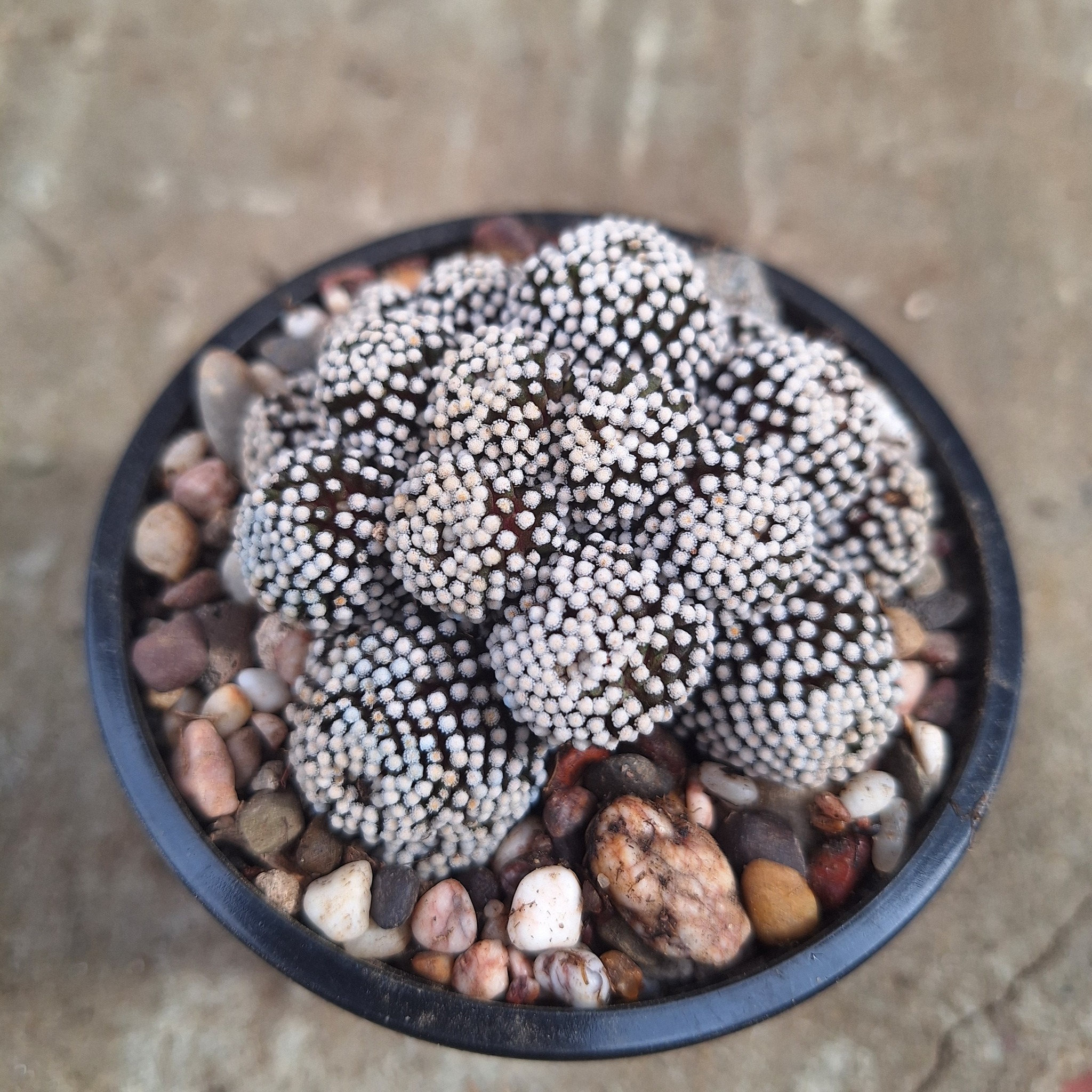 Mammillaria luethyi specimen with umbrella-branched white spines and rich magenta flower centred on a flat crown