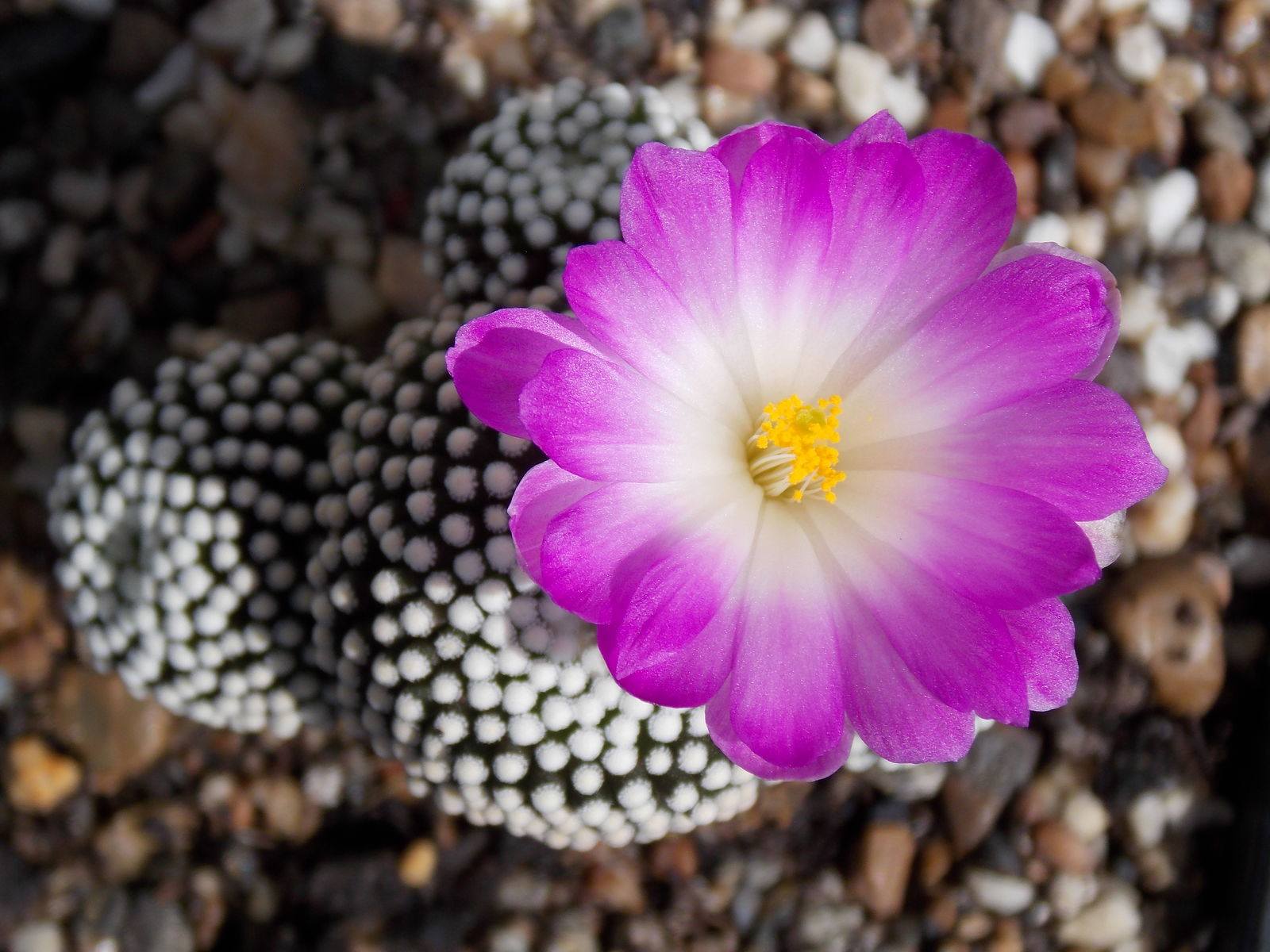 Mammillaria luethyi