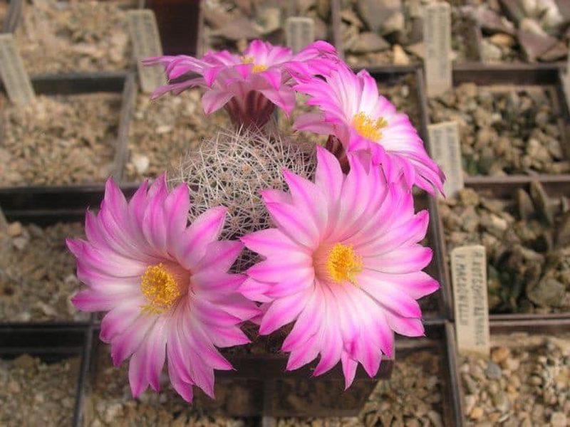 Mammillaria, genus of the week