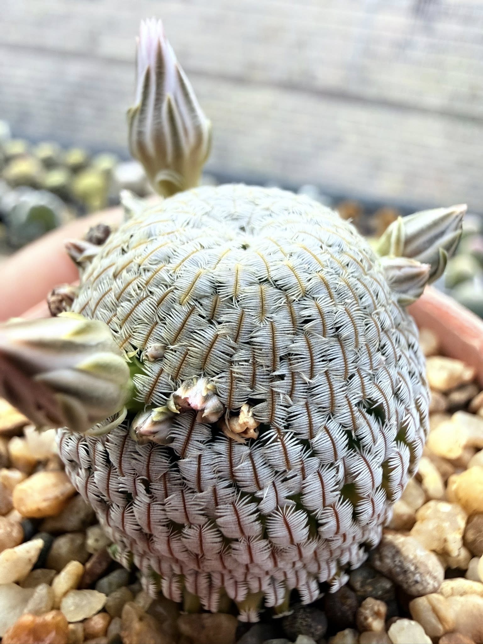 Pelecyphora aselliformis specimen showing clustering short-cylindrical stems with elongated laterally flattened tubercles and pectinate spine combs along each tubercle edge.