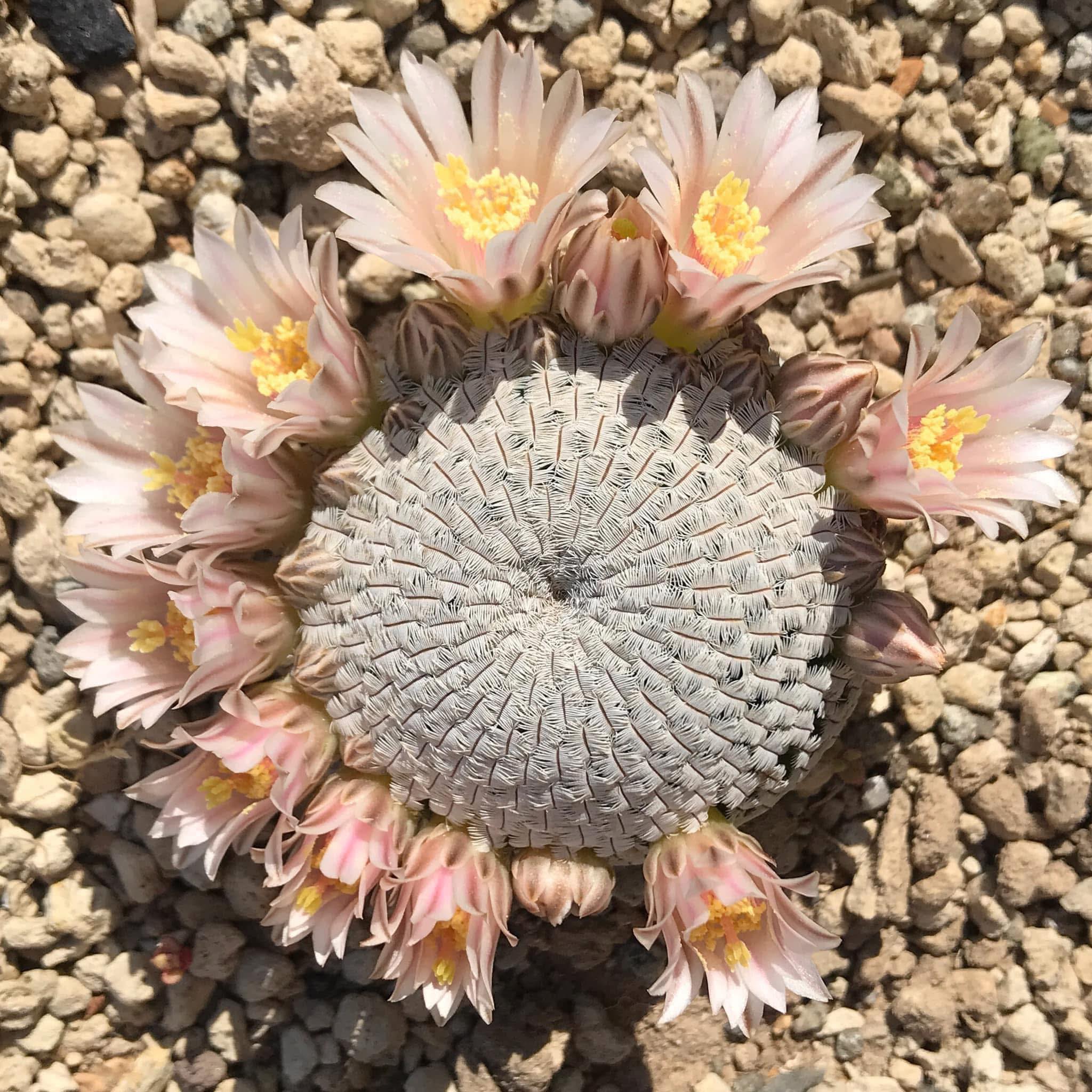 Mammillaria pectinifera specimen showing the solitary flat-globose body with pectinate white radial spines pressed flat against short rounded tubercles.