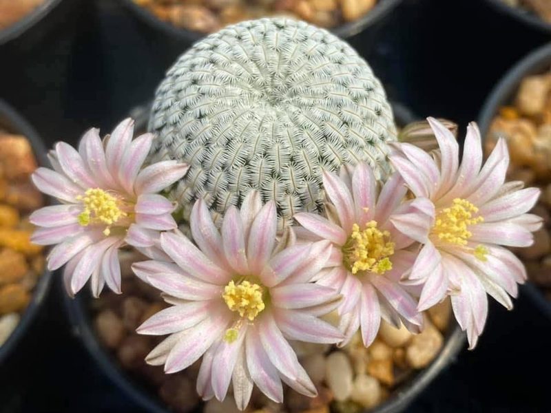 Mammillaria pectinifera