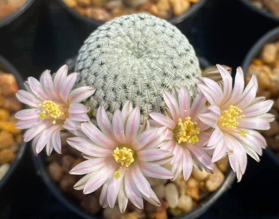 Mammillaria pectinifera