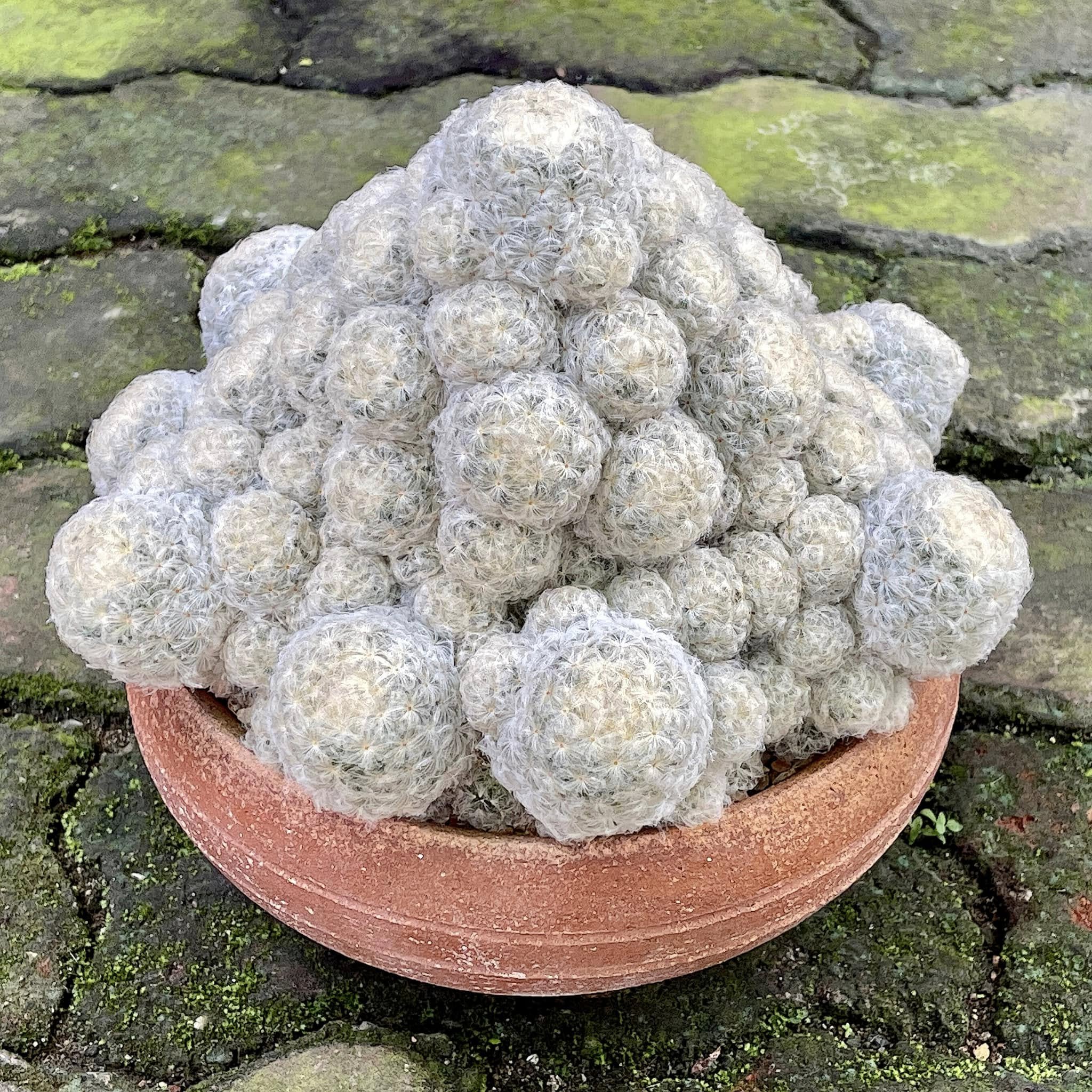 Mammillaria plumosa feather spine surface