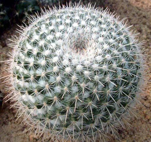 Mammillaria parkinsonii, larger paired heads with prominent stiff owl-eye central spines and visible green body between spine rows.