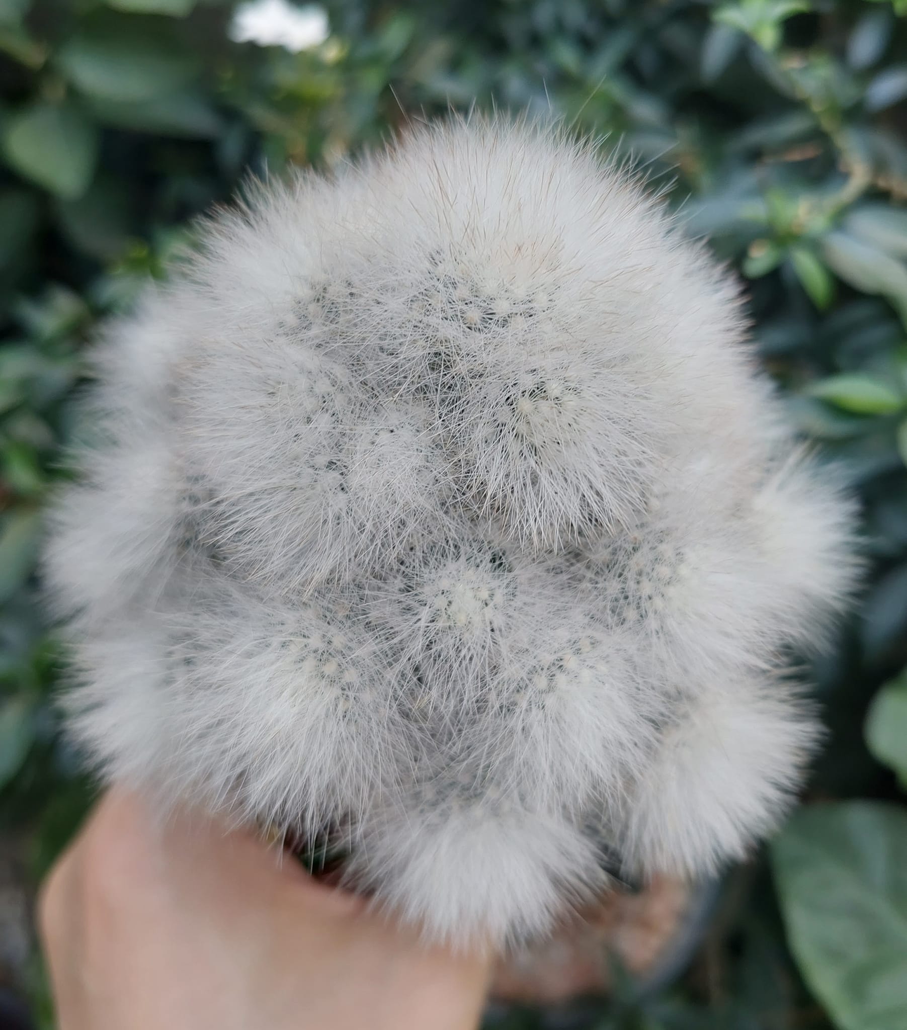 Mammillaria schwarzii, dense low mound of small heads entirely obscured by glassy white hairlike spination.