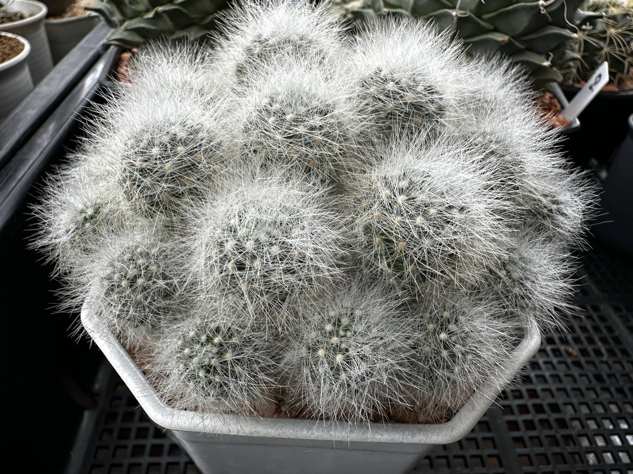 Mammillaria schwarzii