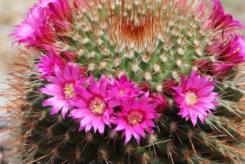 Mammillaria split areole structure