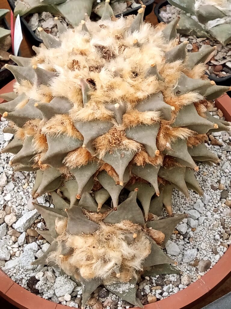 Why Miracle-Gro Cactus Soil Kills Rare Cacti (And What Collectors Use Instead)