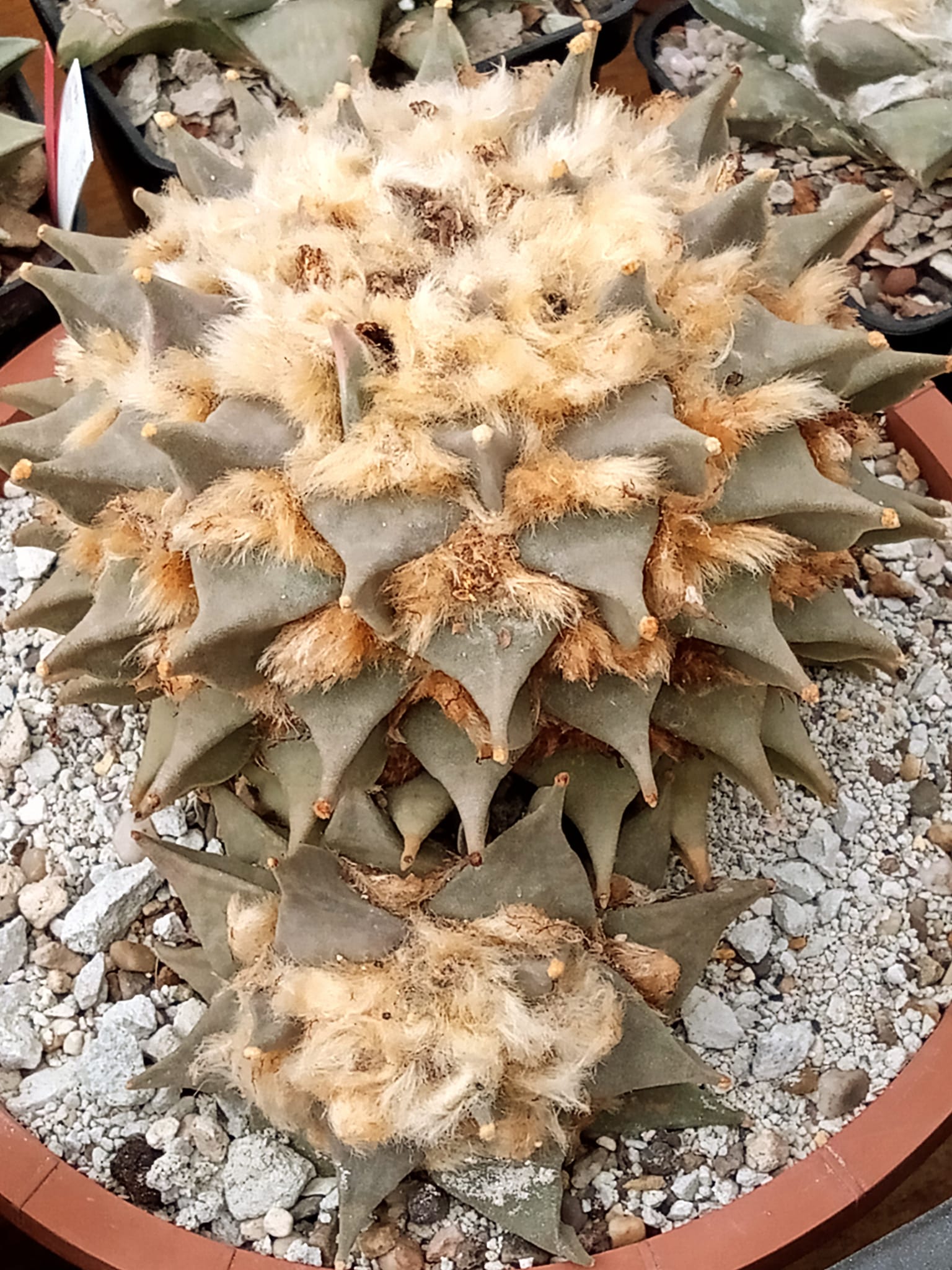 Why Miracle-Gro Cactus Soil Kills Rare Cacti (And What Collectors Use Instead)